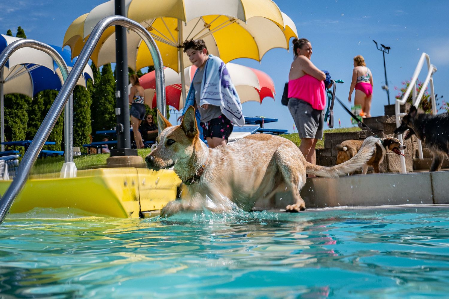 A golden dog leaping into a bright blue pool via a yellow ramp at an outdoor dog swimming event.