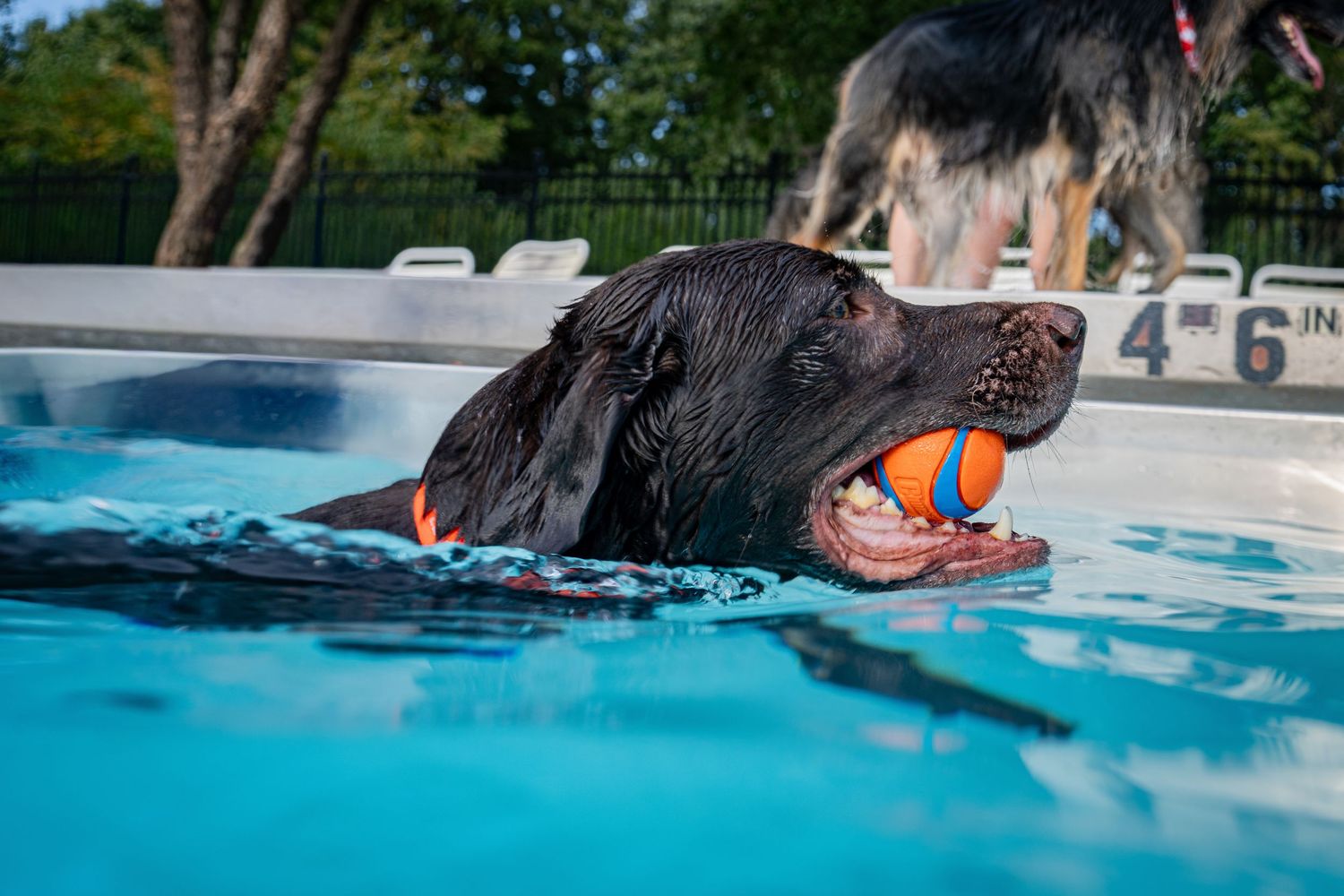 Black Labrador swimming in a pool with an orange ball in its mouth, another dog visible in the background.
