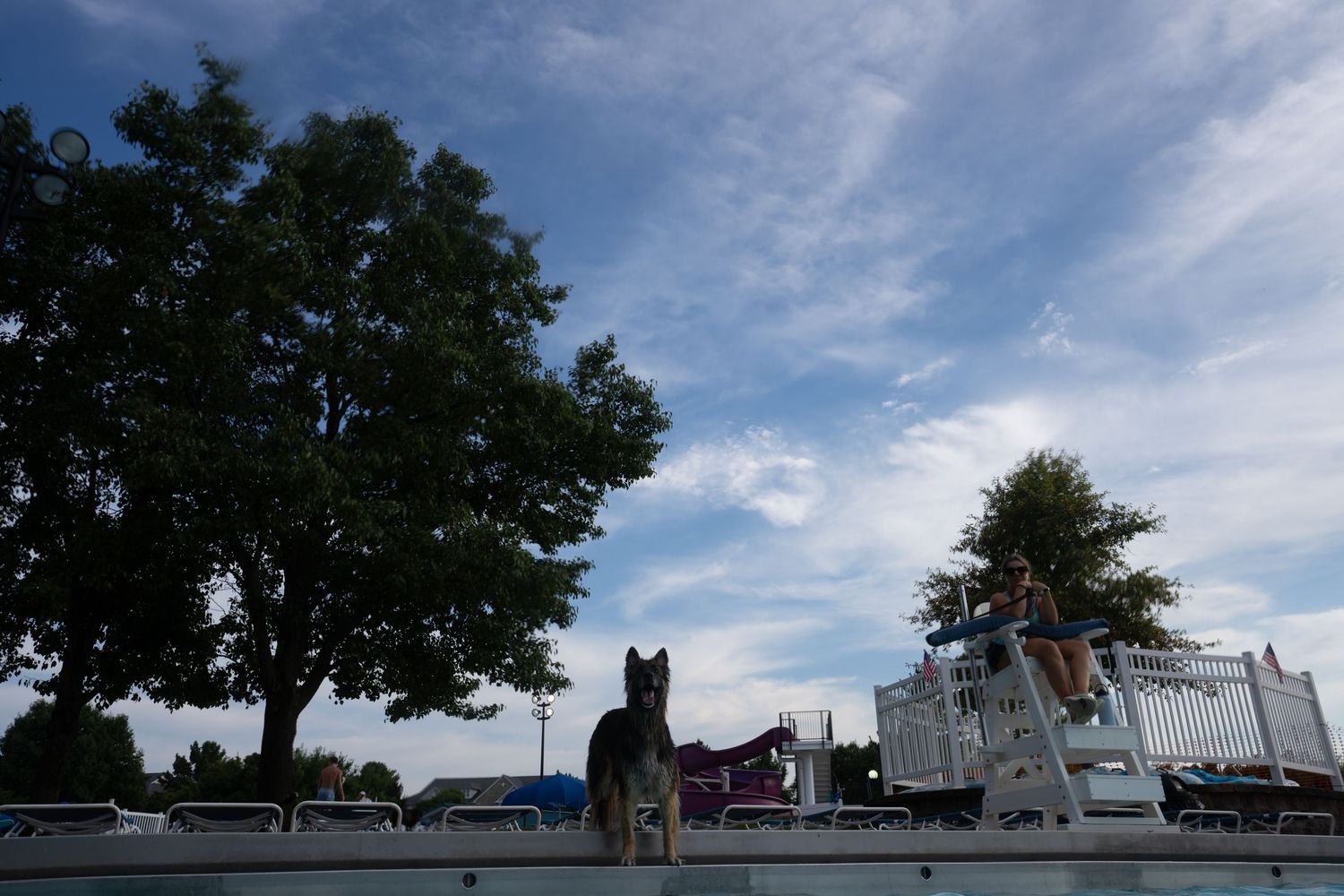 A German Shepherd dog sits by a pool as a person stands on a lifeguard chair near trees under a blue sky.