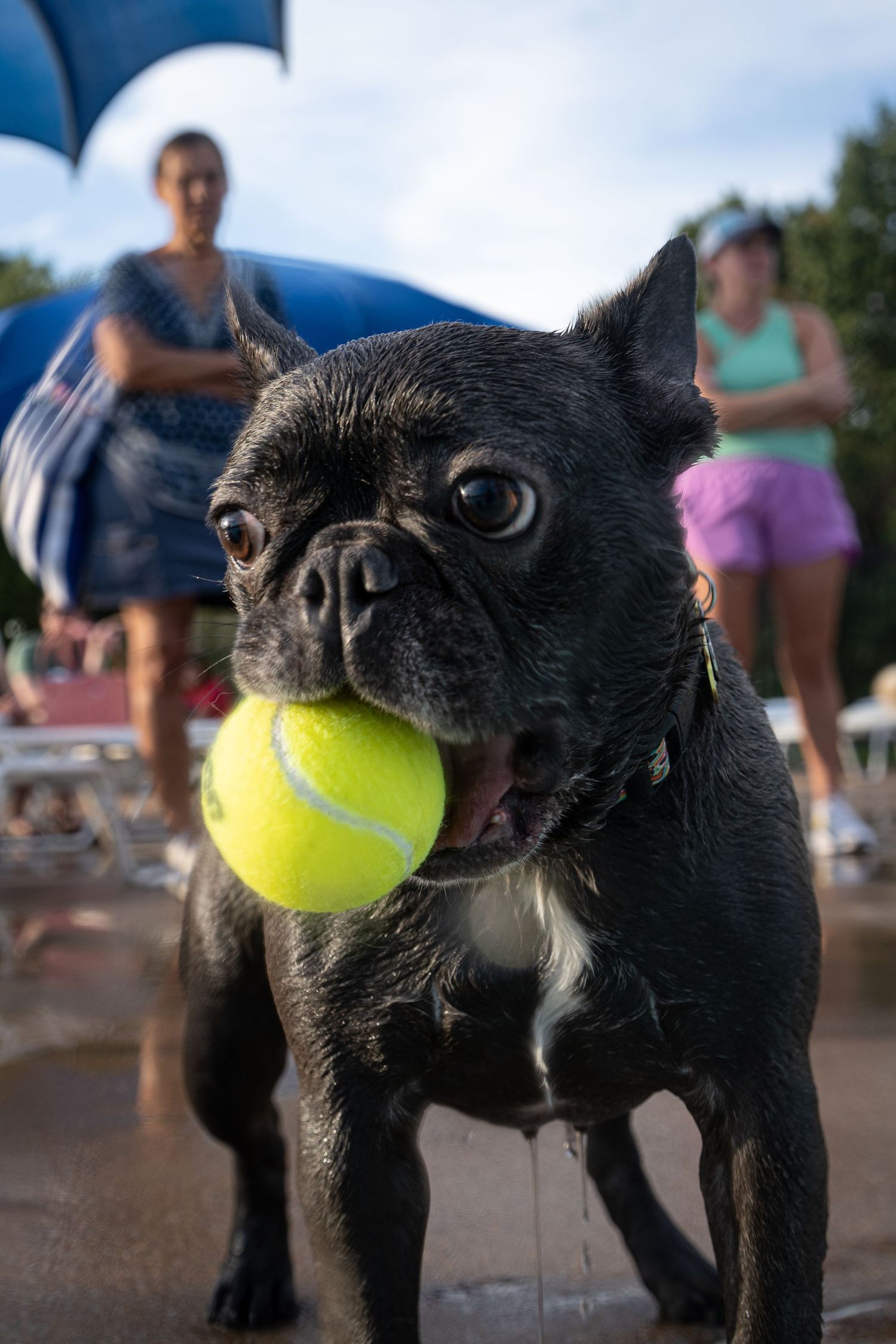 Black French Bulldog holding a yellow tennis ball in its mouth near a pool on a sunny day.