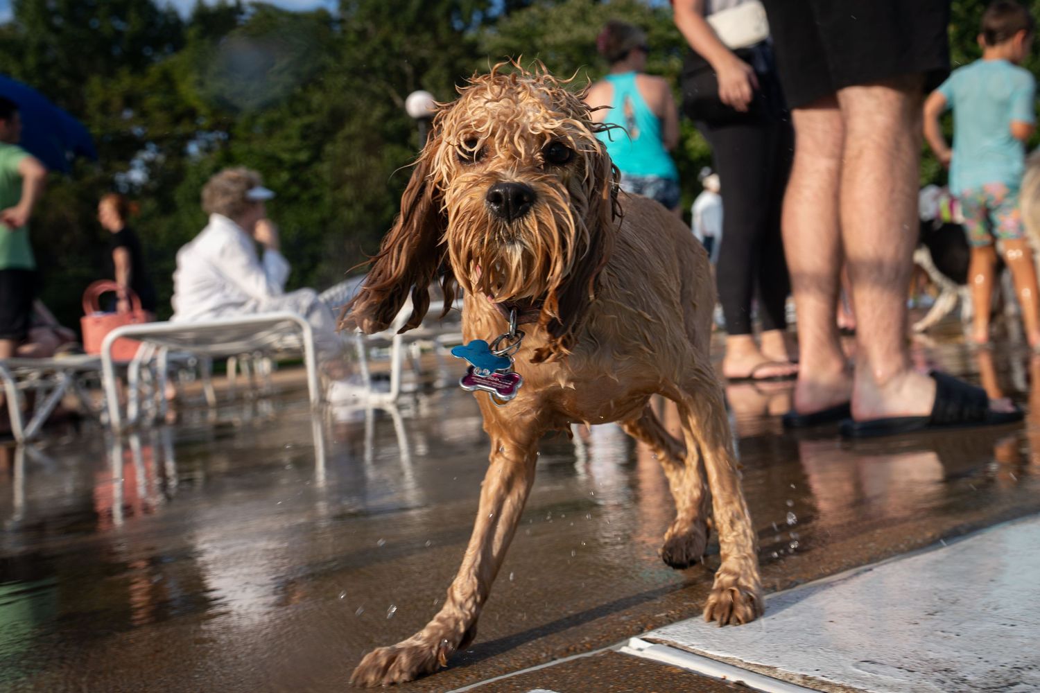 Wet shaggy dog shaking off water at an outdoor dog swim event on a sunny day.