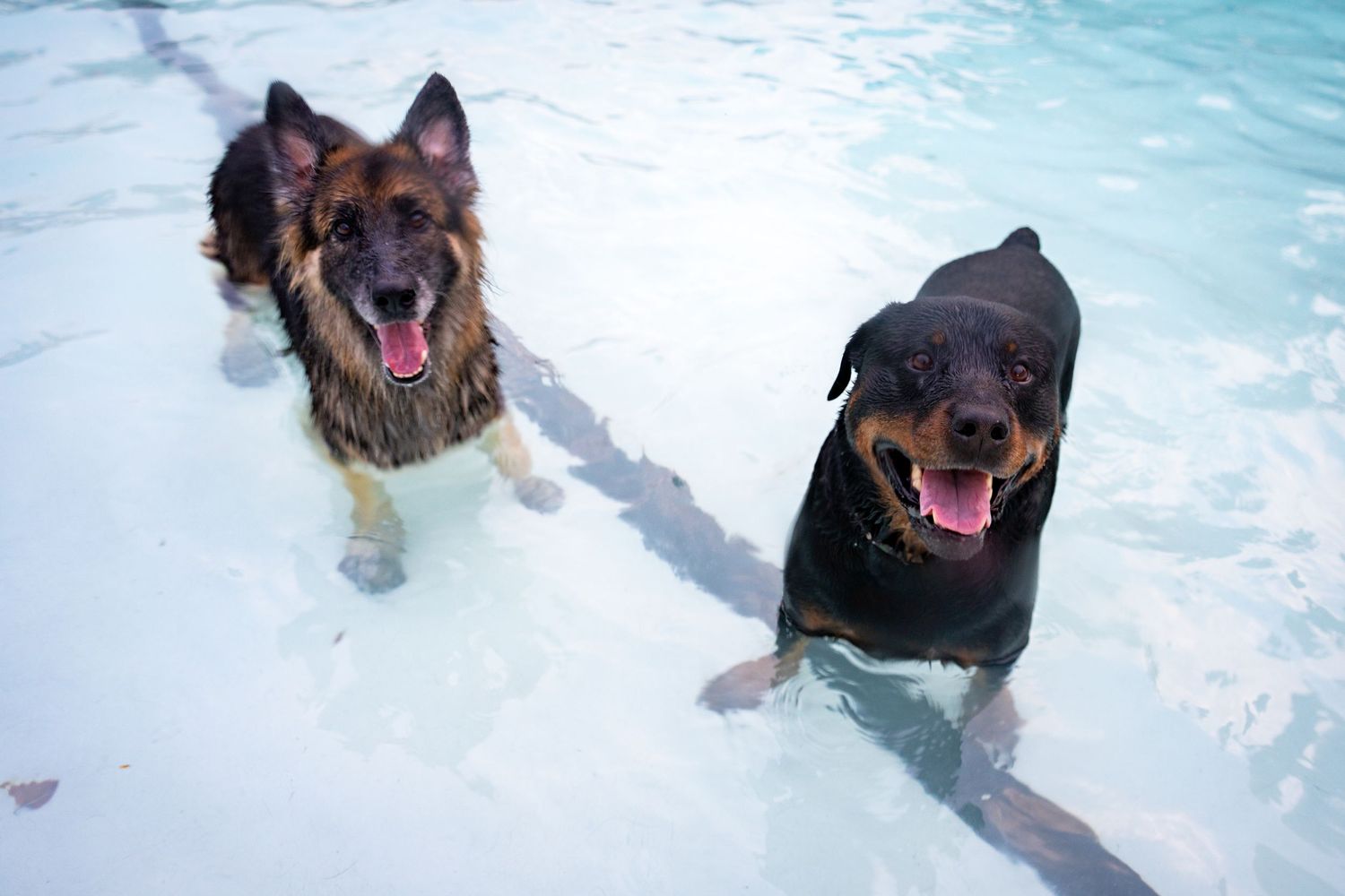 A German Shepherd and Rottweiler stand together in a swimming pool, both with open mouths and happy expressions.