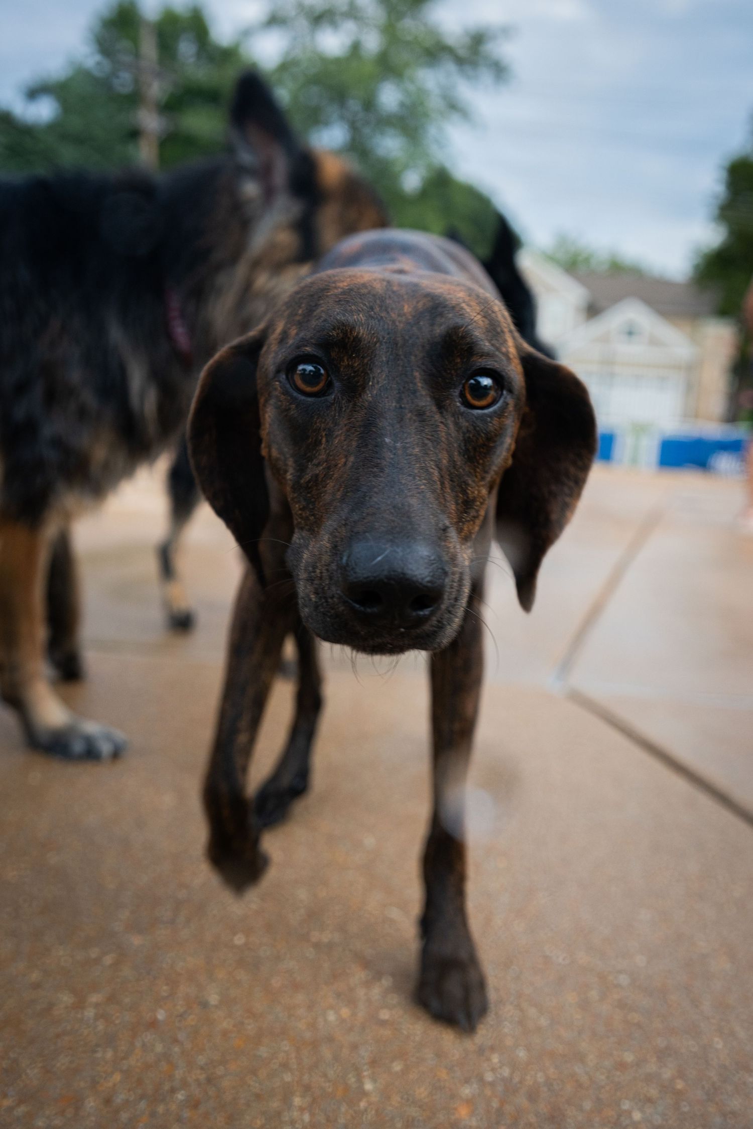 A brindle dog with soulful eyes looks directly at the camera on a concrete surface outdoors.