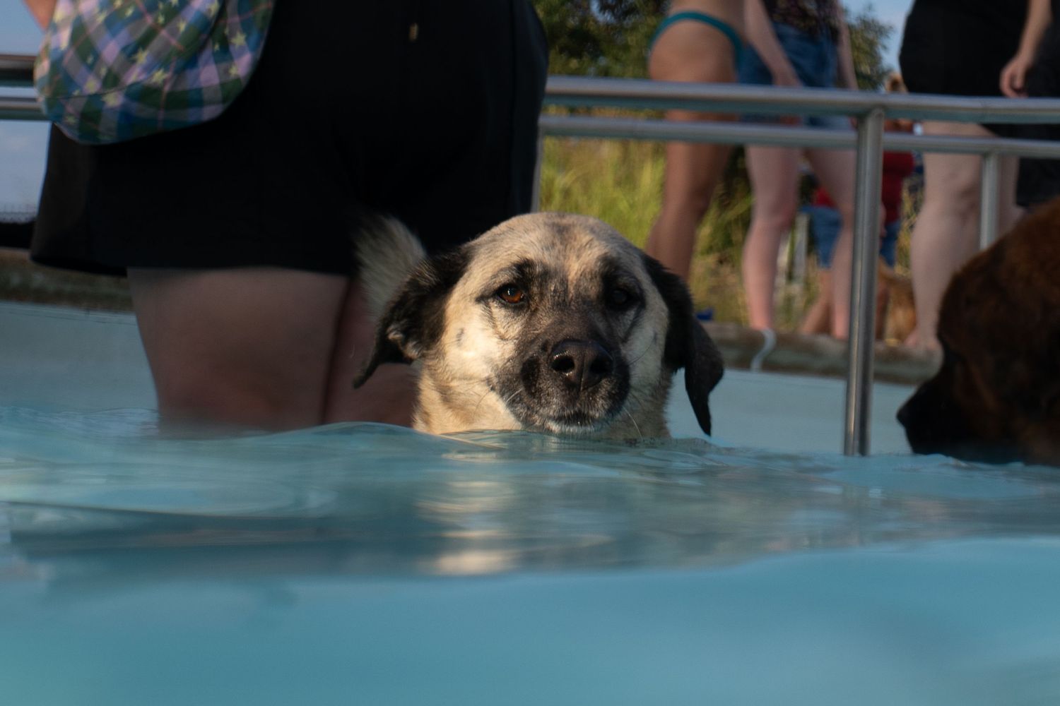 A dog swimming in a pool surrounded by people during an outdoor dog swim event.