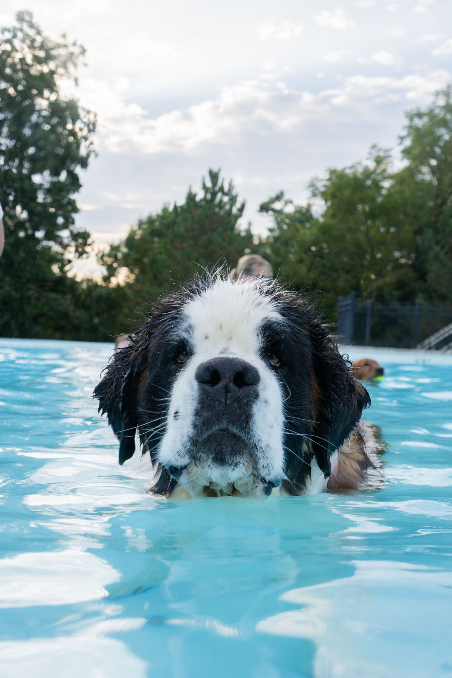 A wet Saint Bernard dog swimming in a blue outdoor pool with trees and cloudy sky in the background.