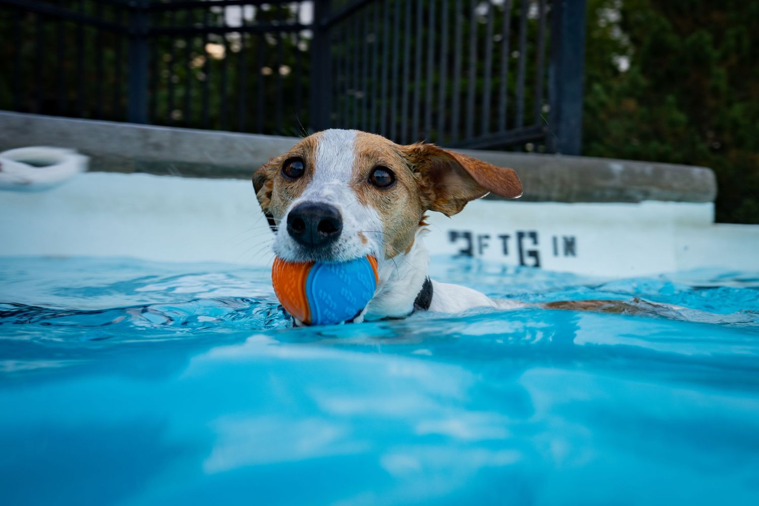 A Jack Russell Terrier dog swimming in a blue pool with an orange and blue ball in its mouth.