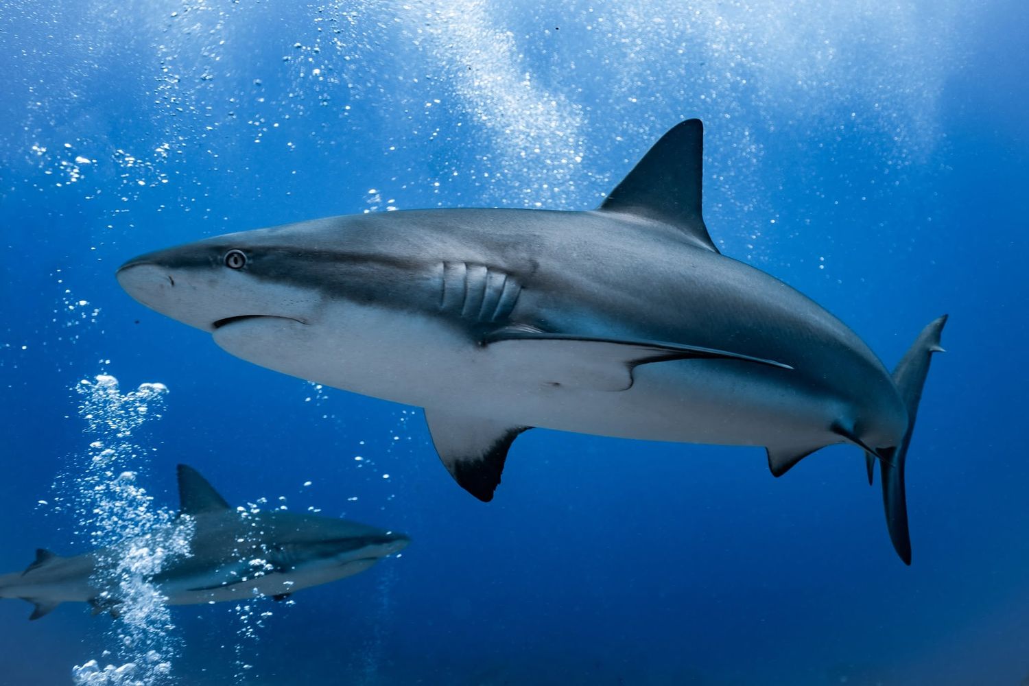 A grey reef shark swims gracefully through clear blue ocean water surrounded by rising bubbles.