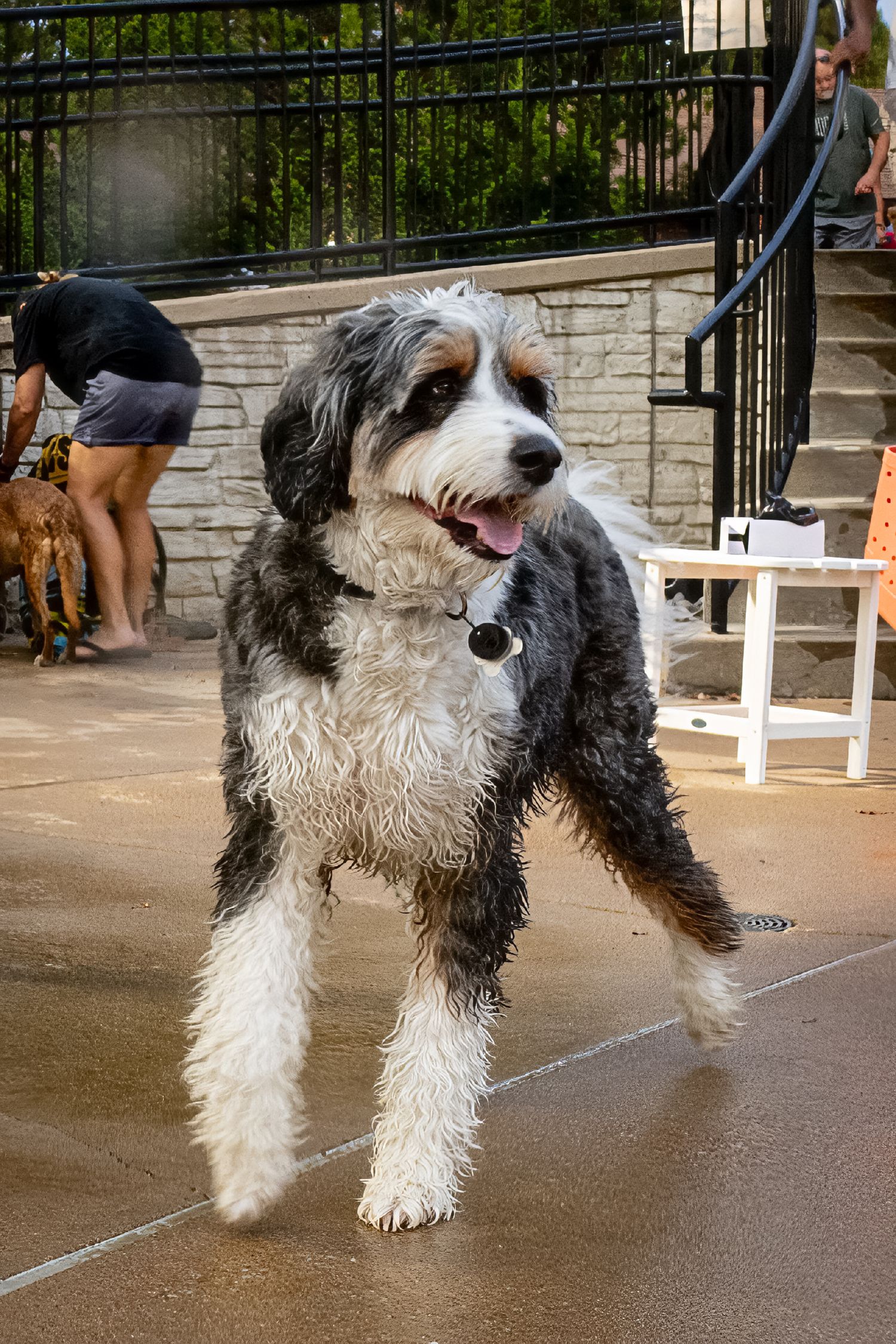A wet fluffy Bernedoodle dog trots happily on a patio with mouth open, wearing a collar tag.