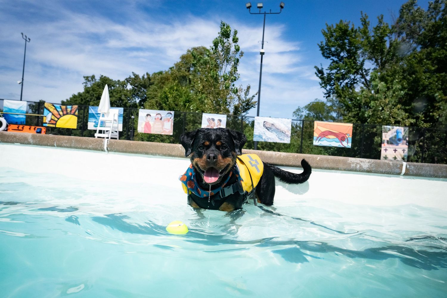 A Rottweiler puppy in a yellow life jacket stands in a shallow pool with a tennis ball nearby.