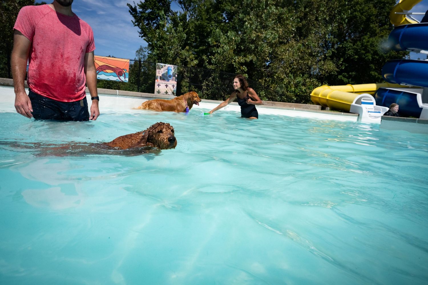 People swimming with golden retrievers in a bright blue outdoor pool on a sunny day.