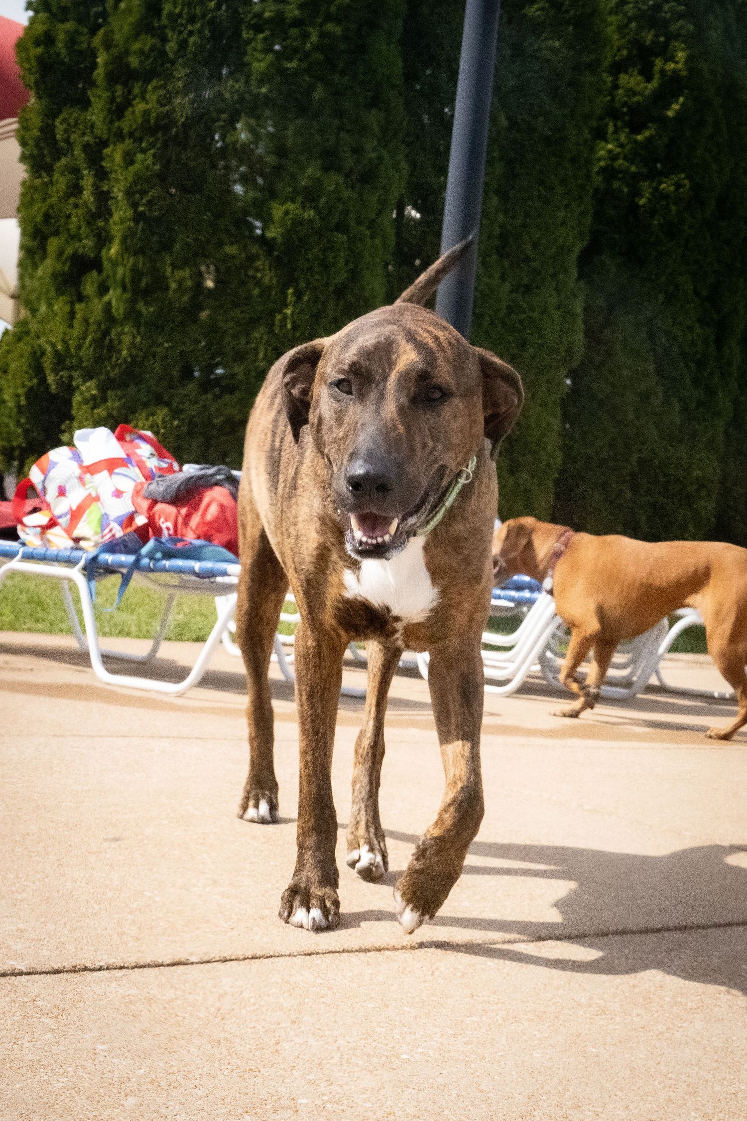 A brindle Great Dane walks along a sunny pool deck with lounge chairs and trees in the background.