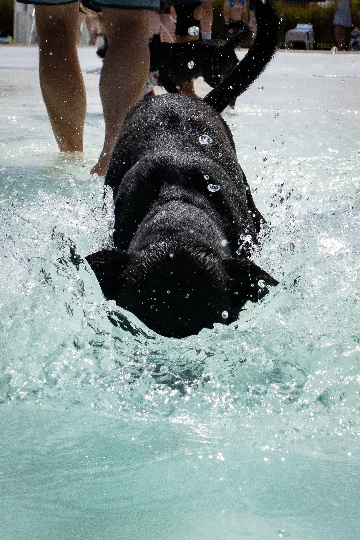 A black dog splashing energetically into a clear pool with water droplets flying around.