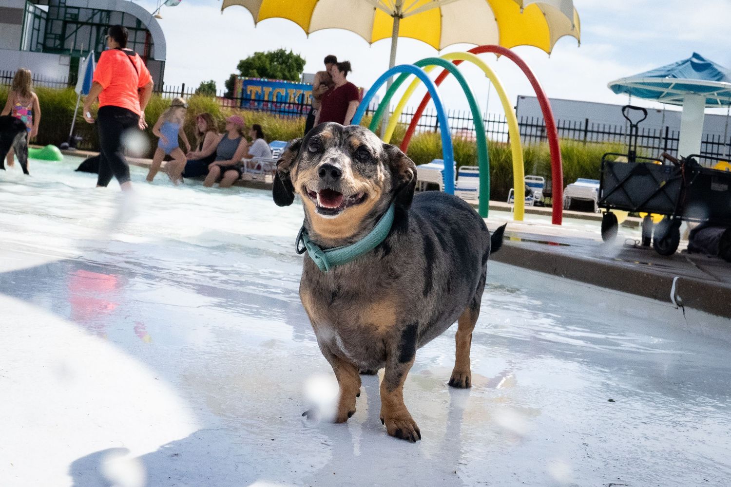 Happy dog standing at an outdoor splash pad water park wearing a teal collar.