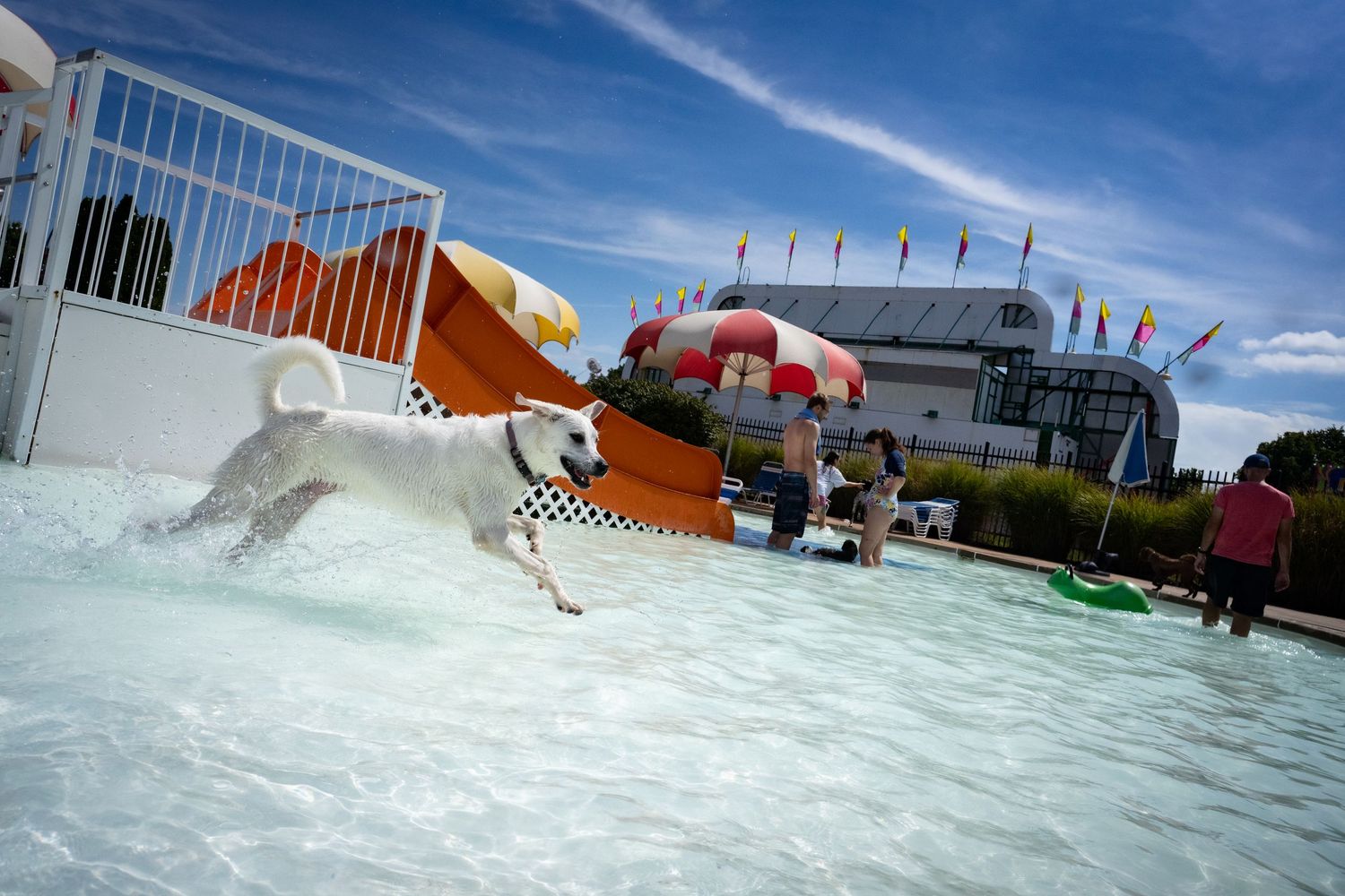 White Labrador leaping into a pool near a colorful water slide at a dog swim event.
