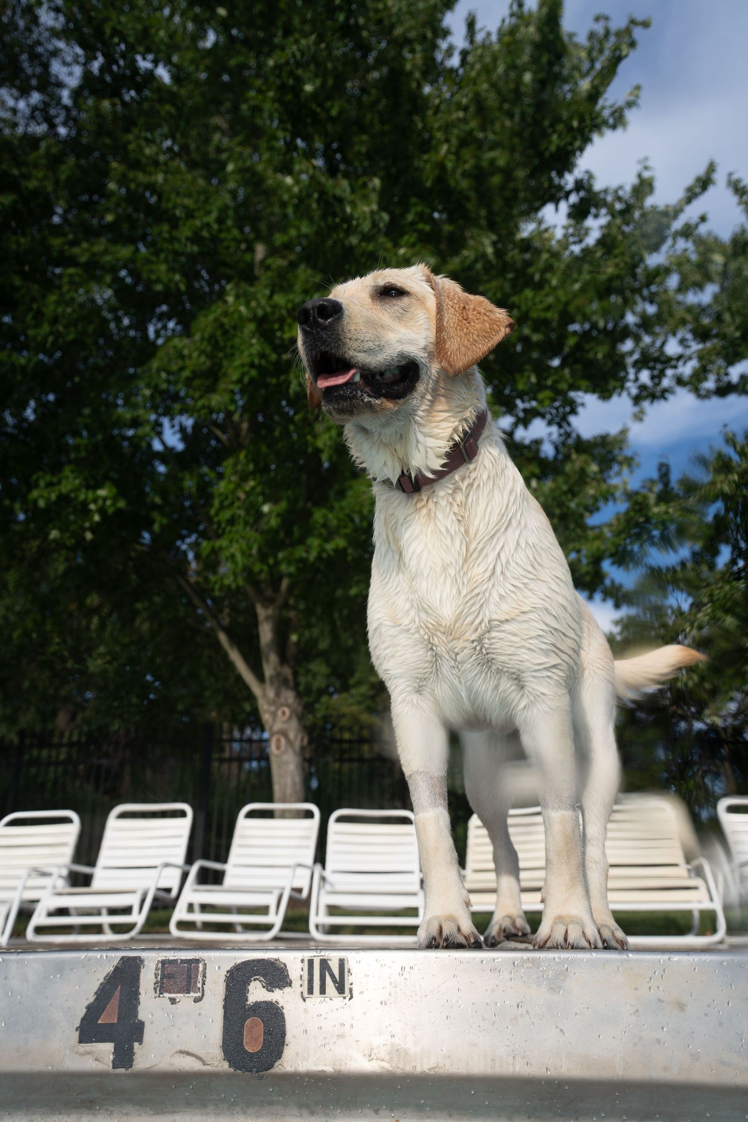 Wet yellow Labrador Retriever sitting on a pool edge marked 4ft 6in, panting happily with trees in background.
