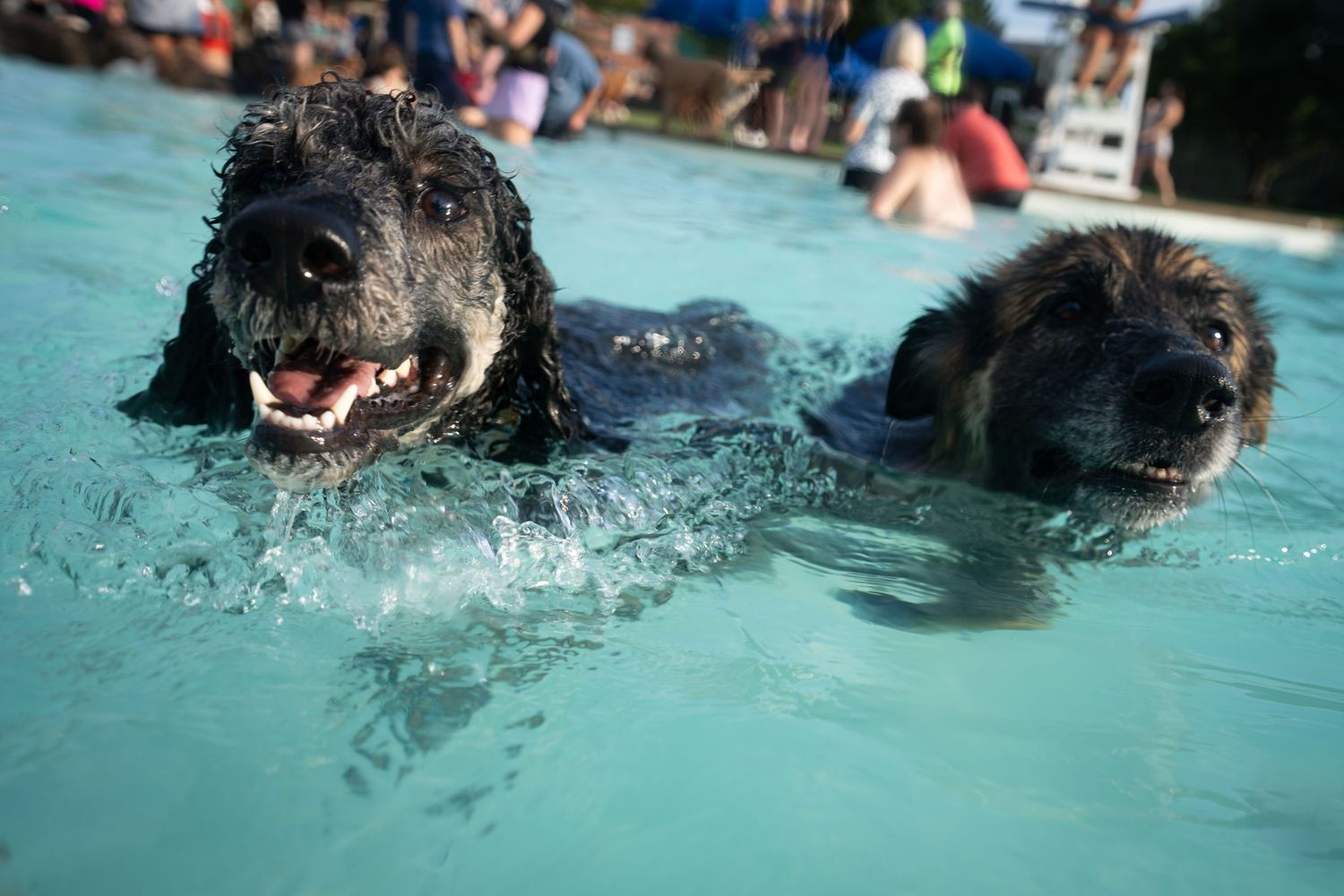 Two dogs swimming in a pool with people in the background on a sunny day.