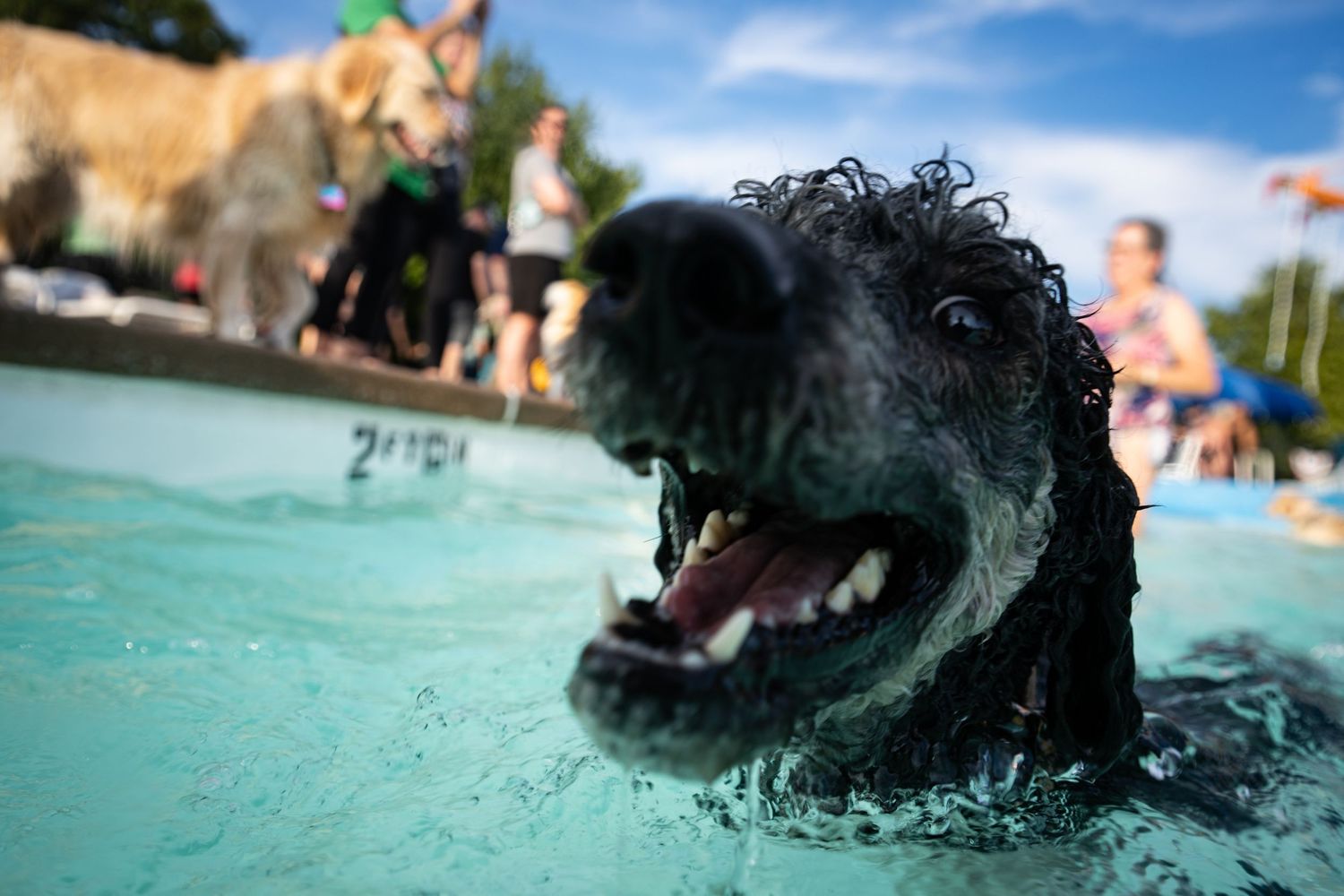 A wet black dog swims in a pool with mouth open, while people and a golden retriever watch in the background.