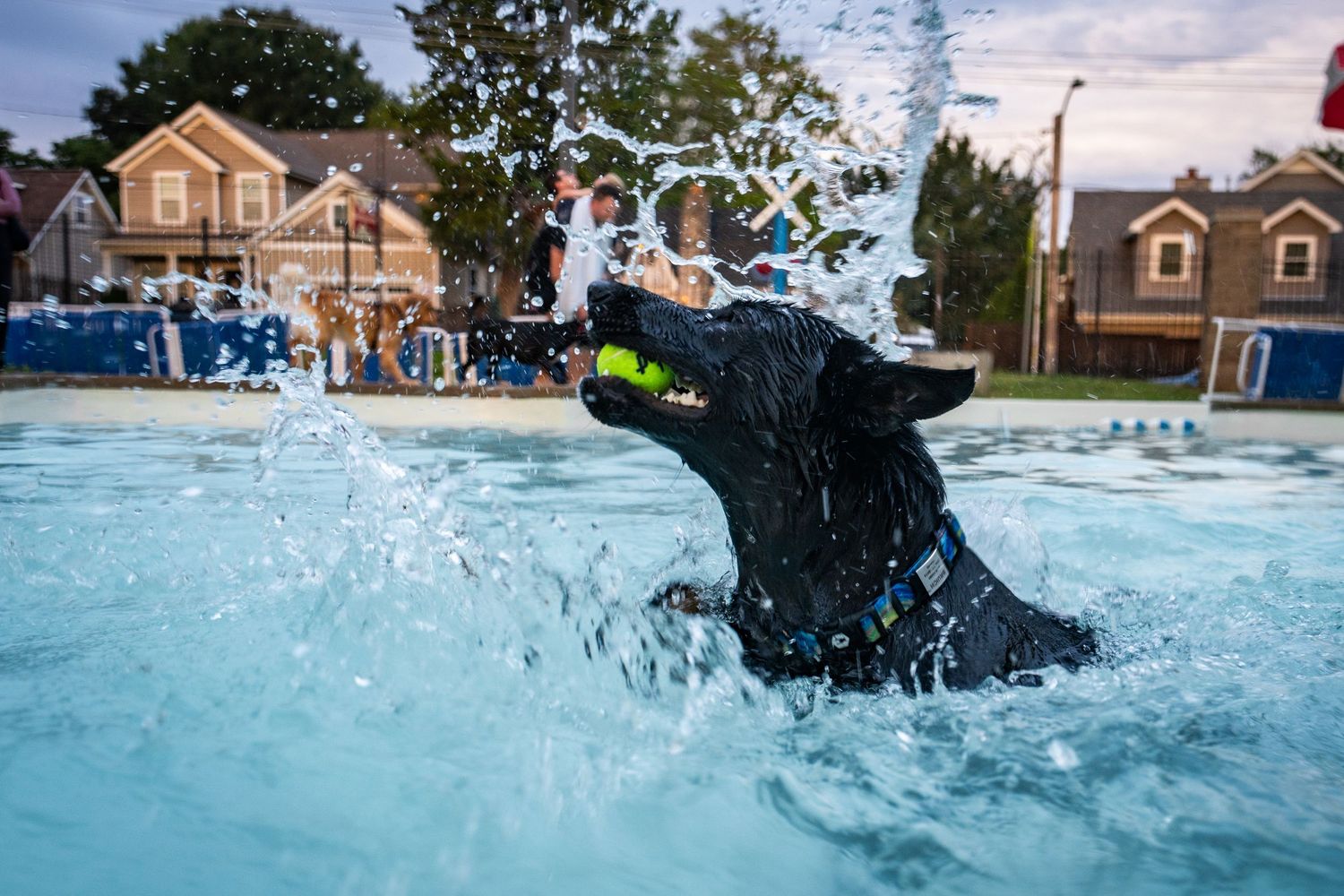 Black Labrador retriever catching a tennis ball while splashing in a pool during a sunny outdoor dog swim event.