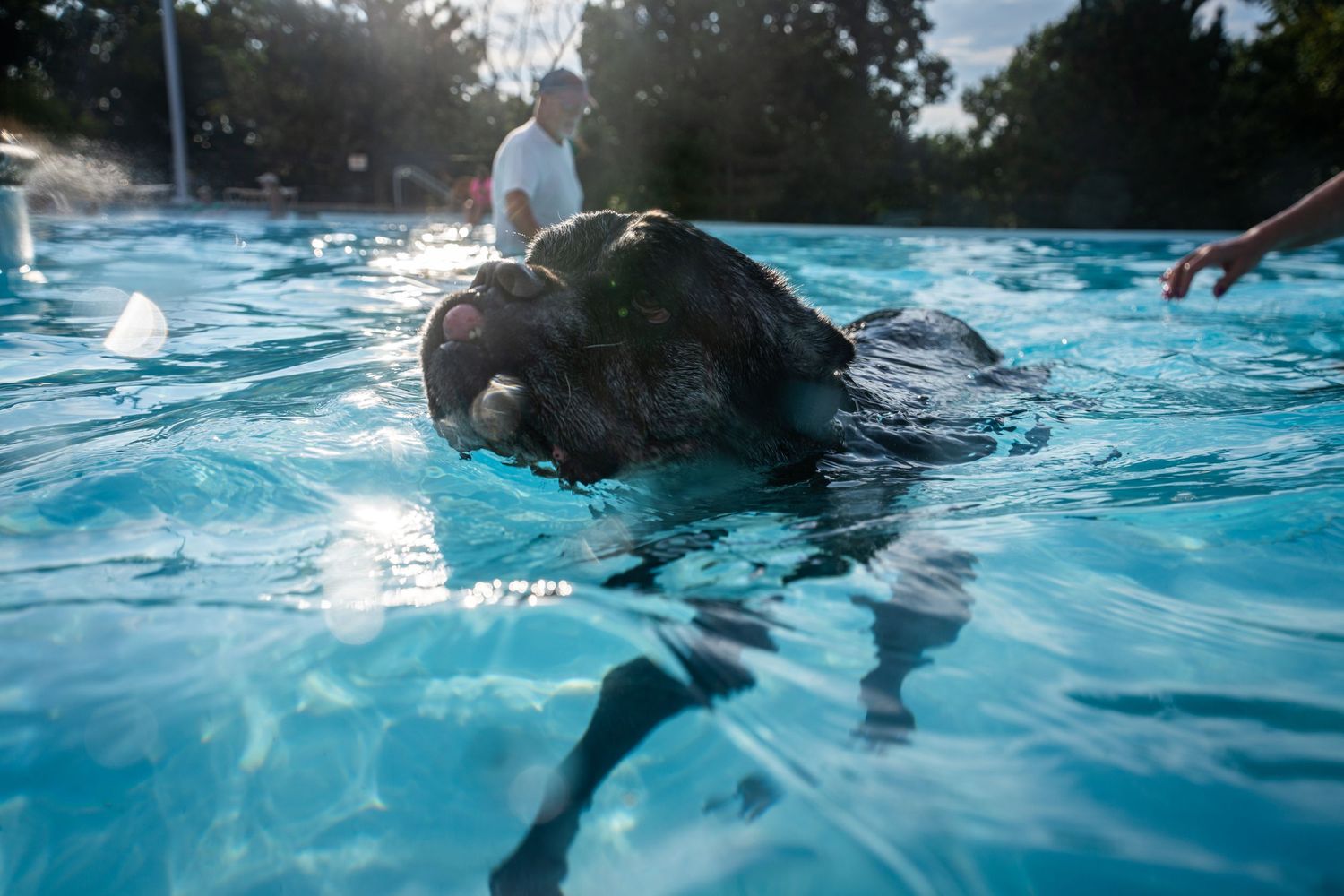 A large tortoise swimming in a clear blue outdoor pool with people visible in the background.