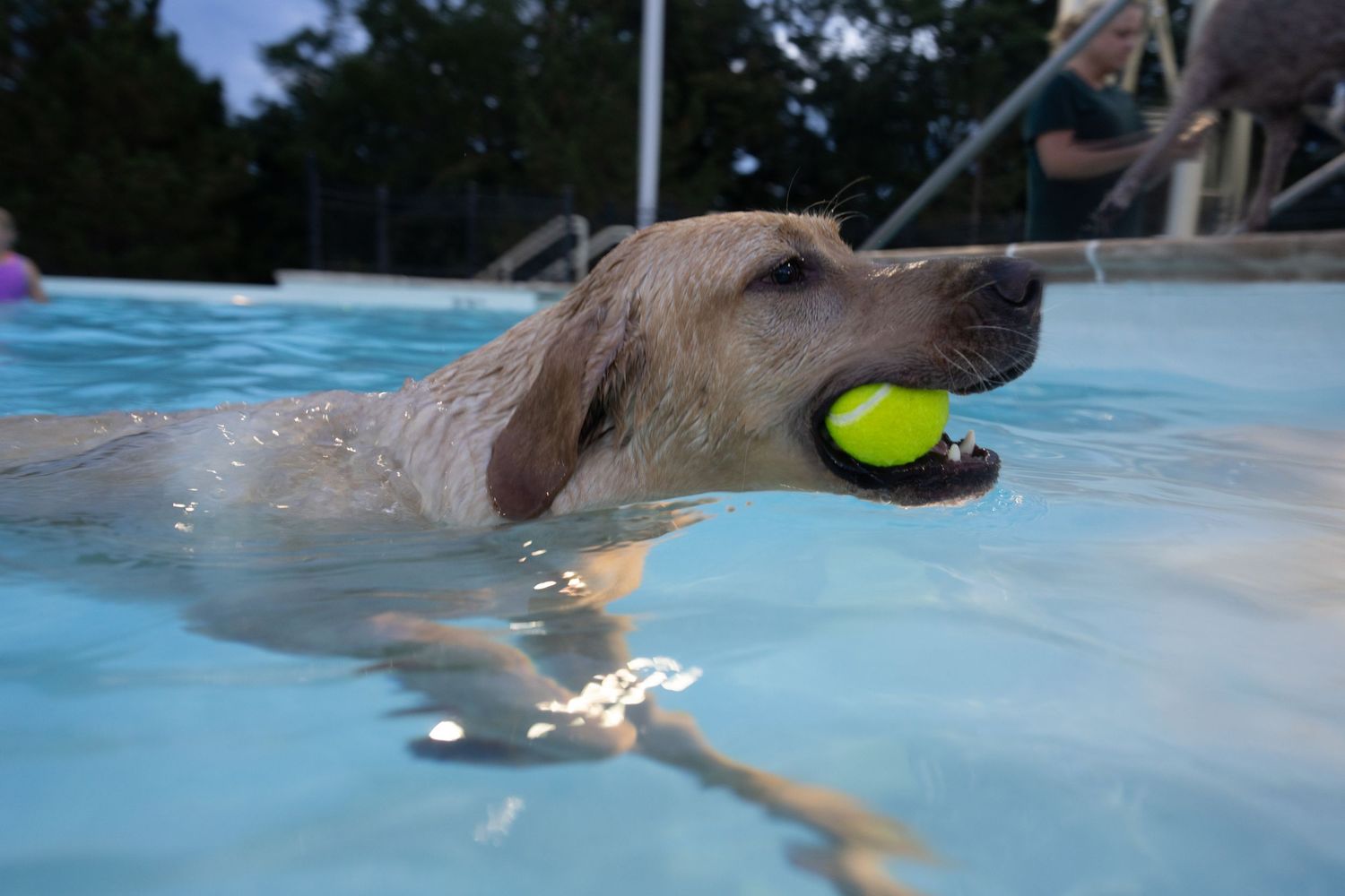 A yellow Labrador retriever swimming in a pool with a tennis ball in its mouth.
