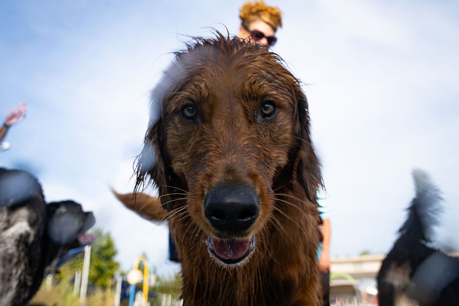 A wet brown Irish Setter dog looks into the camera close-up, with a person and blue sky visible in the background.