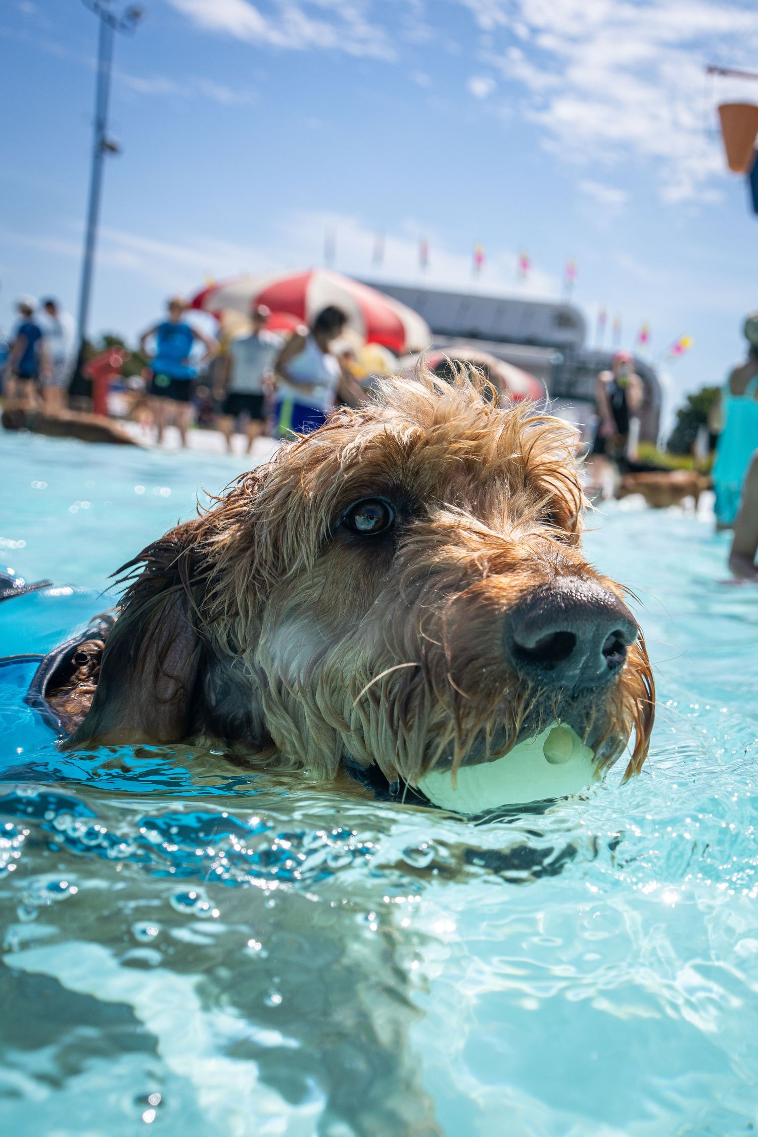Close-up of a wet golden doodle dog swimming in a blue pool with a tennis ball in its mouth.