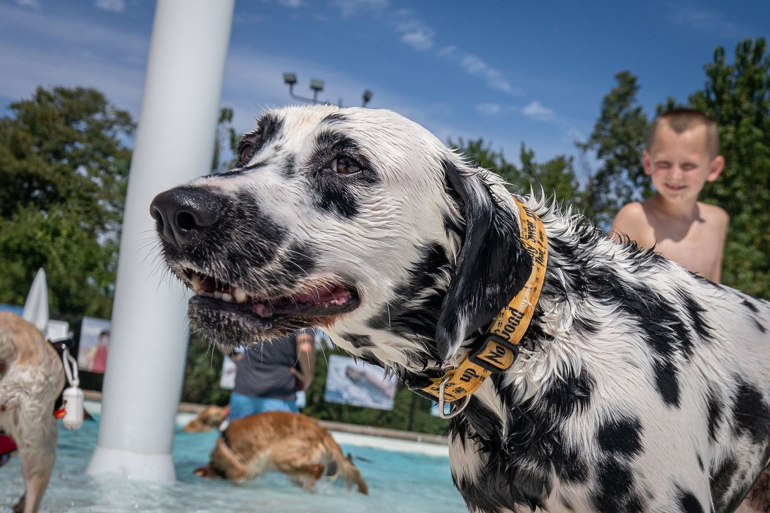 Close-up of a wet Dalmatian with a gold collar at a pool party with a child smiling in the background.