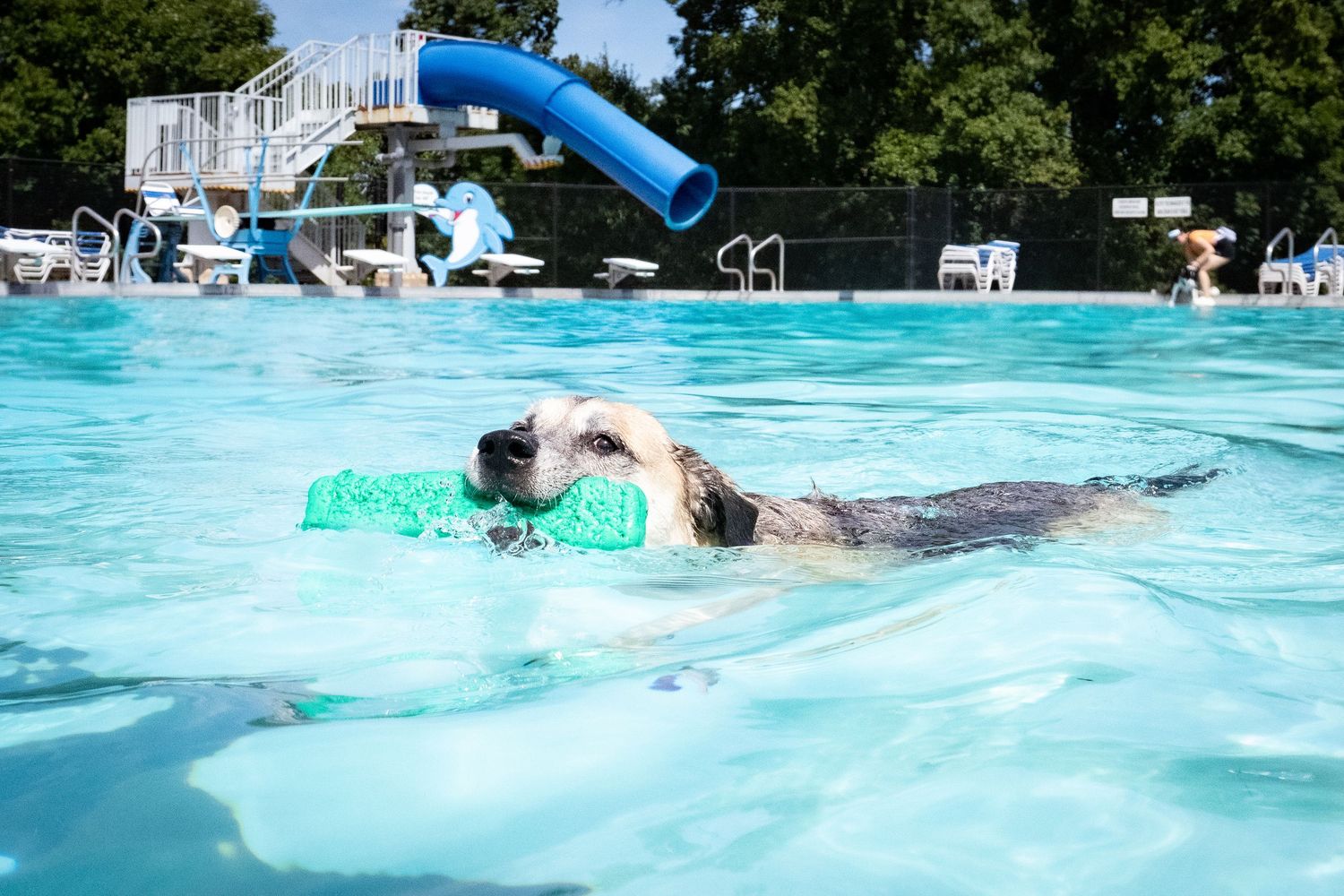 A dog swims across a bright blue outdoor pool carrying a green toy in its mouth.