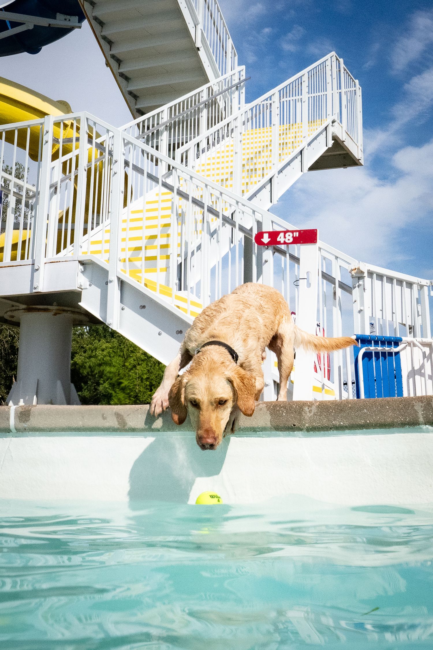 Yellow Labrador dives into pool chasing tennis ball near white staircase structure.