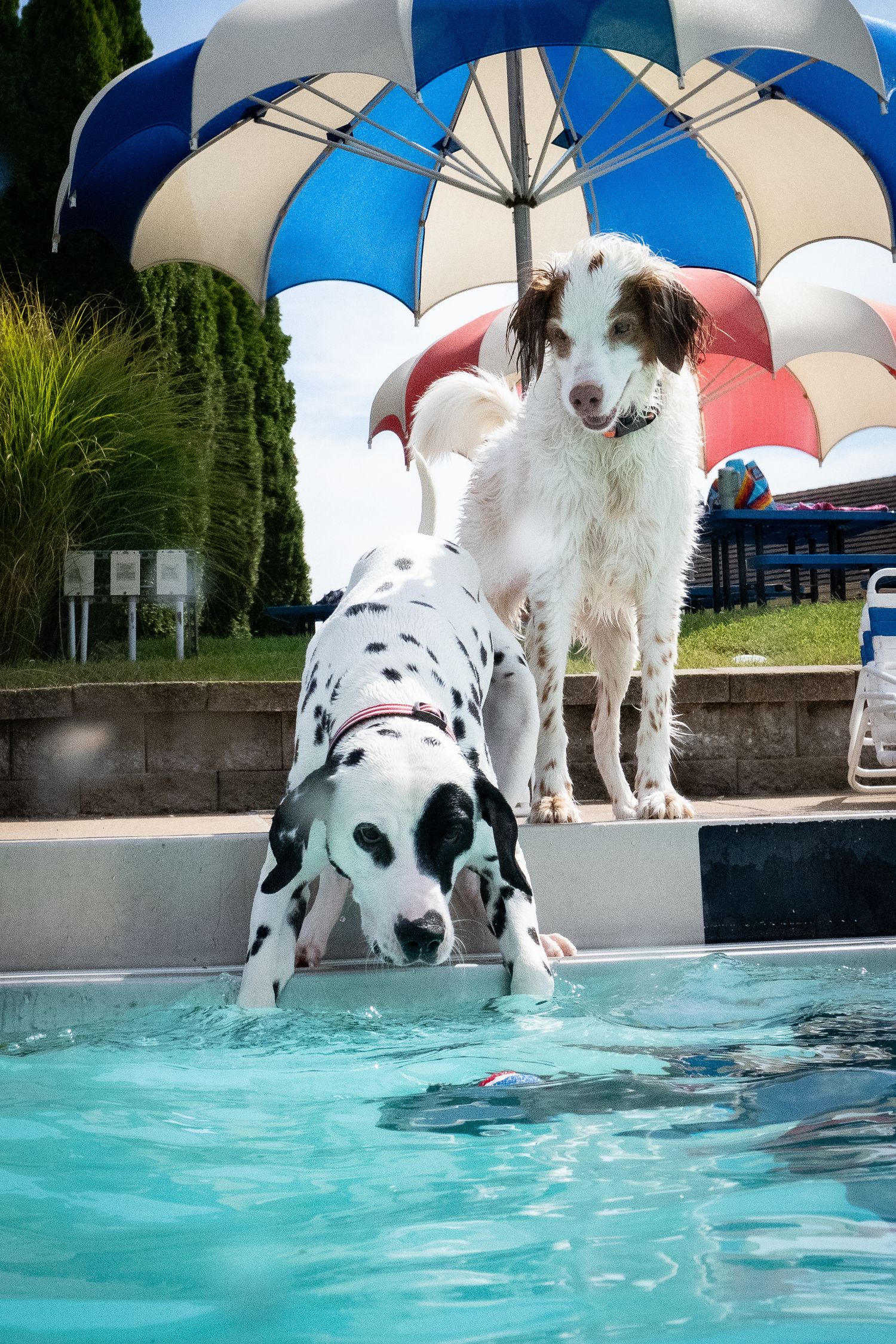 A Dalmatian dog drinks from a pool while a Border Collie stands behind under a colorful umbrella.