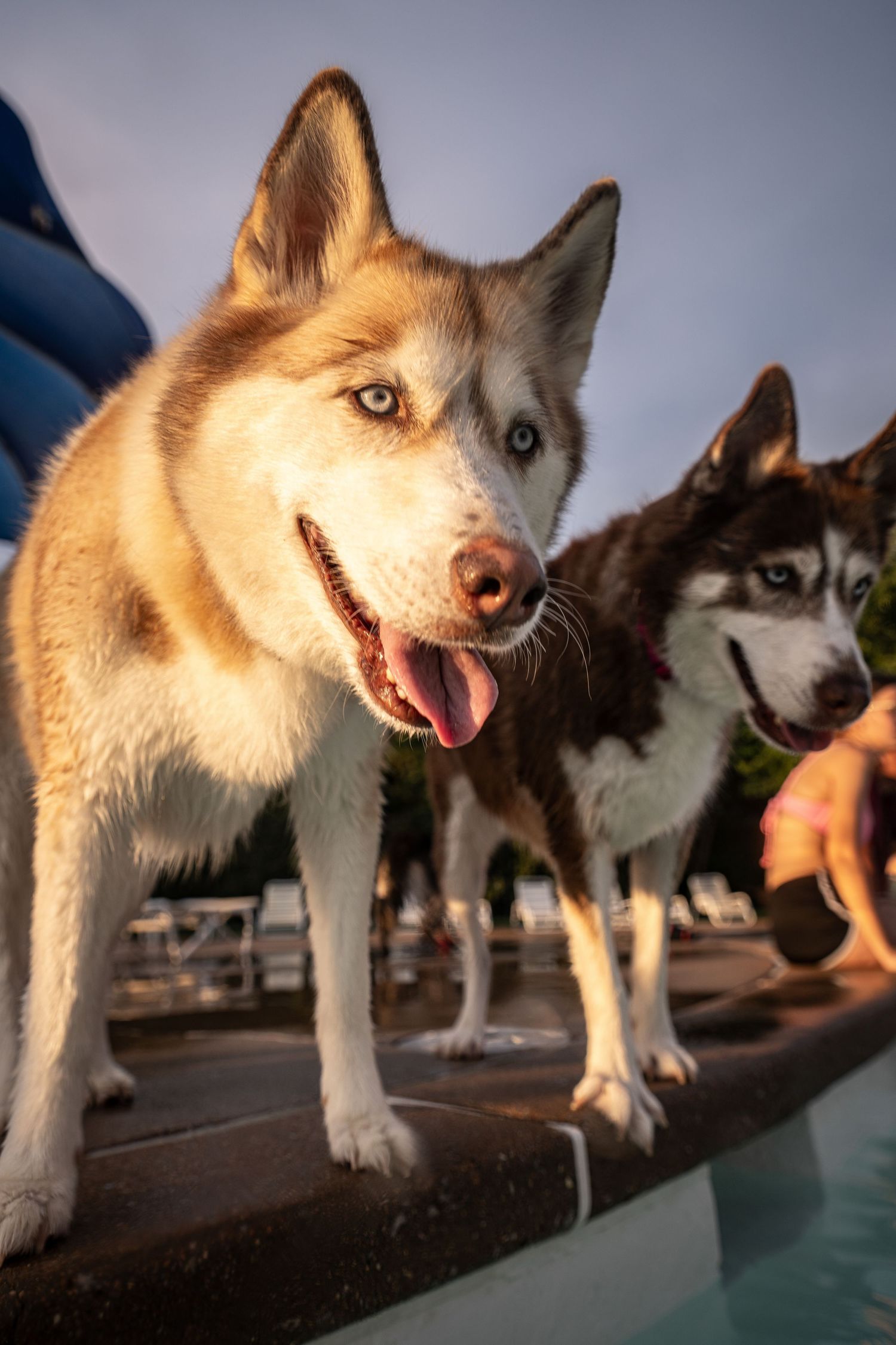 Two Siberian Huskies with blue eyes stand by a pool, tongues out, enjoying a sunny outdoor day.