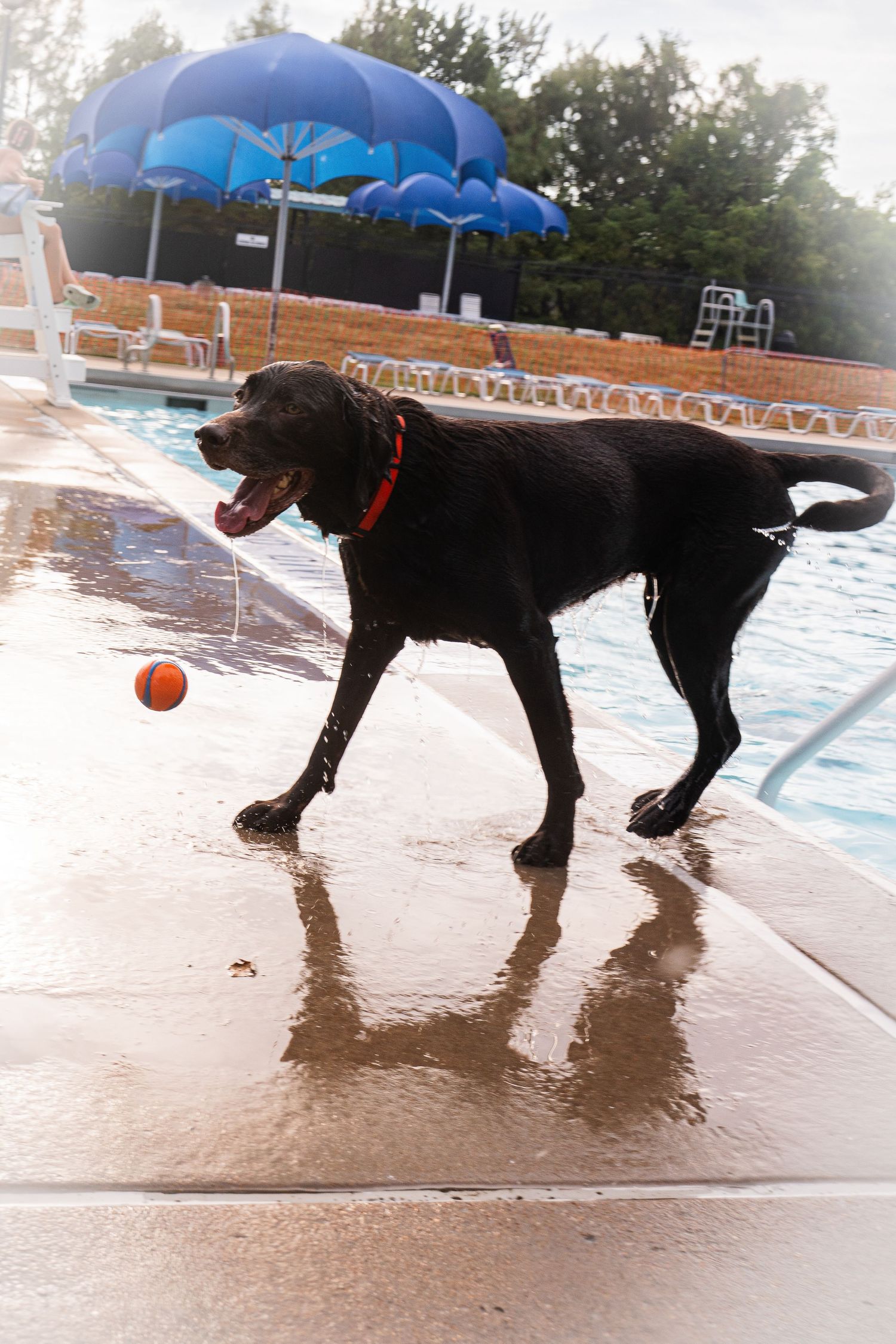 Black Labrador dog playing with orange ball by outdoor swimming pool on wet concrete deck.