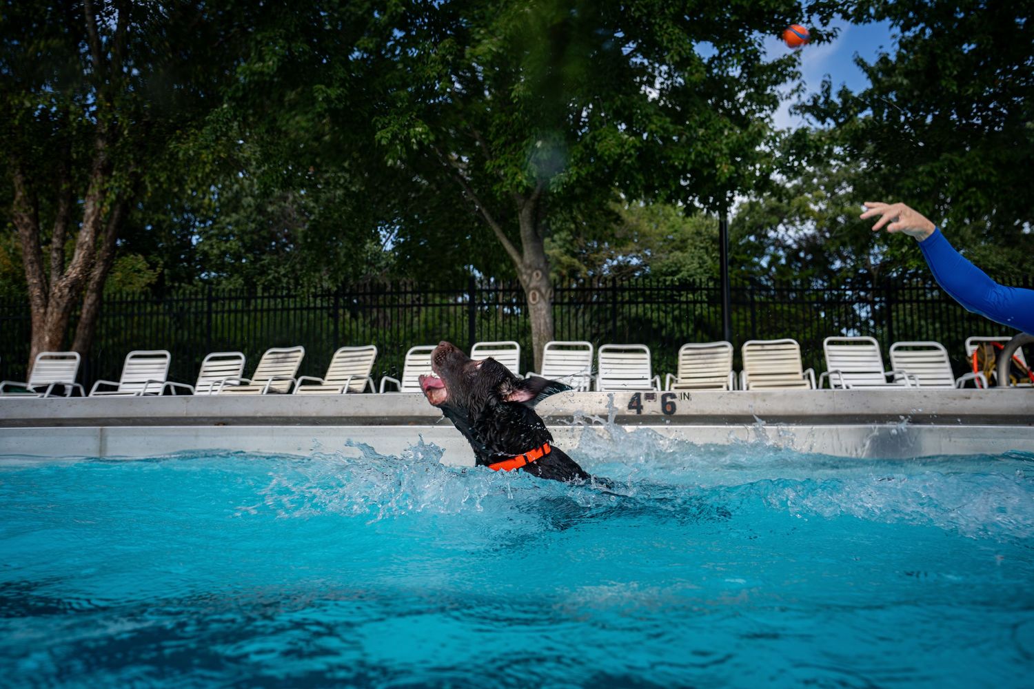 A black dog leaps into a bright blue swimming pool to fetch a toy thrown by a person on a sunny day.