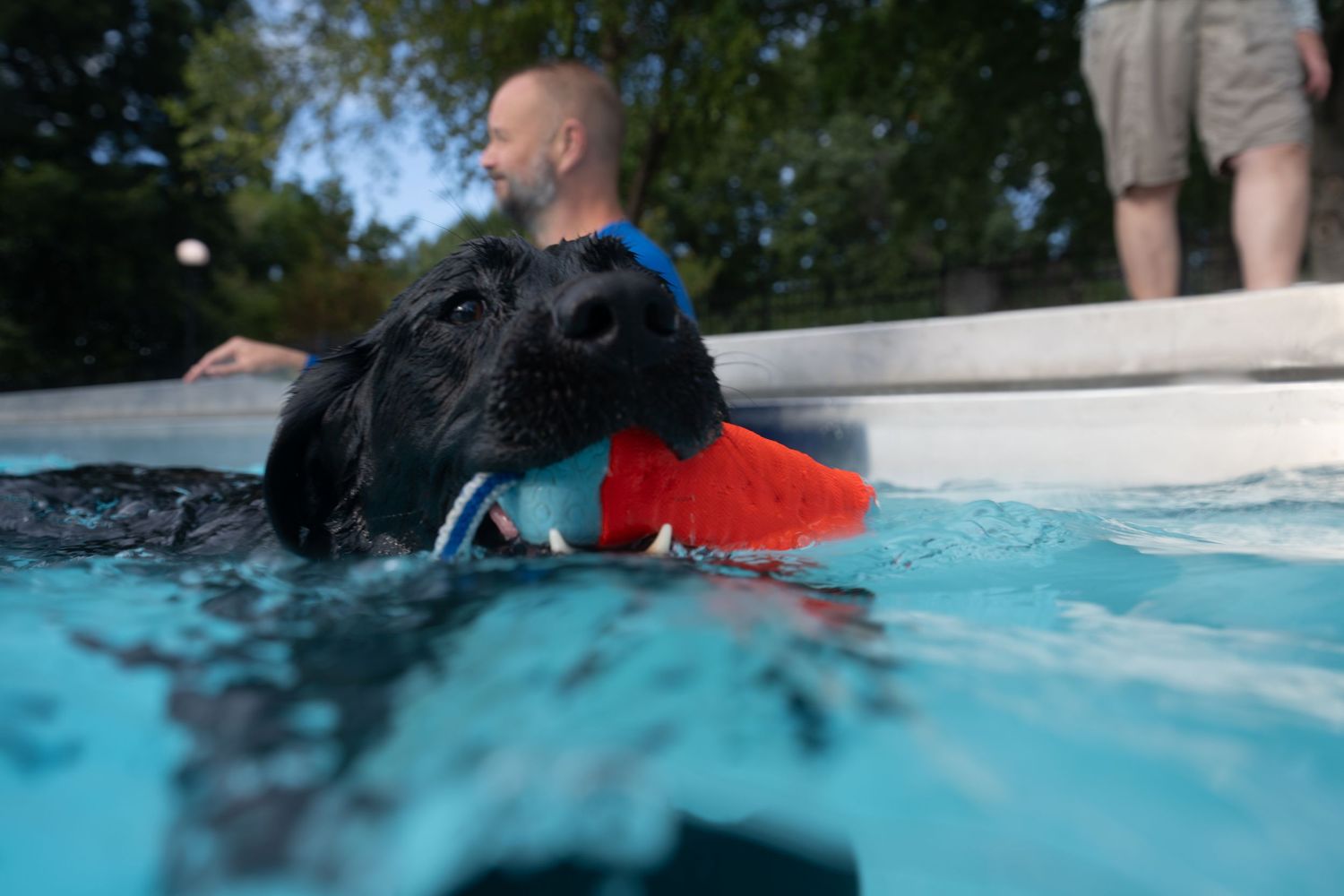 Black Labrador retriever swimming in a pool with a red toy while a man watches nearby.