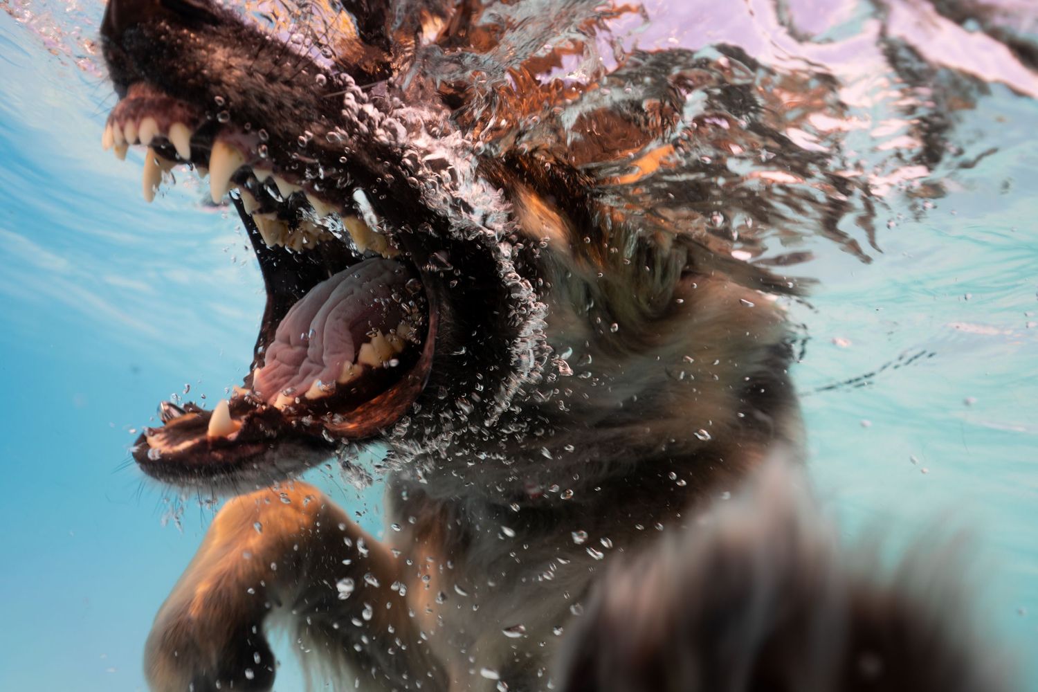 Underwater photo of a dog swimming with mouth wide open, showing teeth, captured beneath the water surface in a pool.