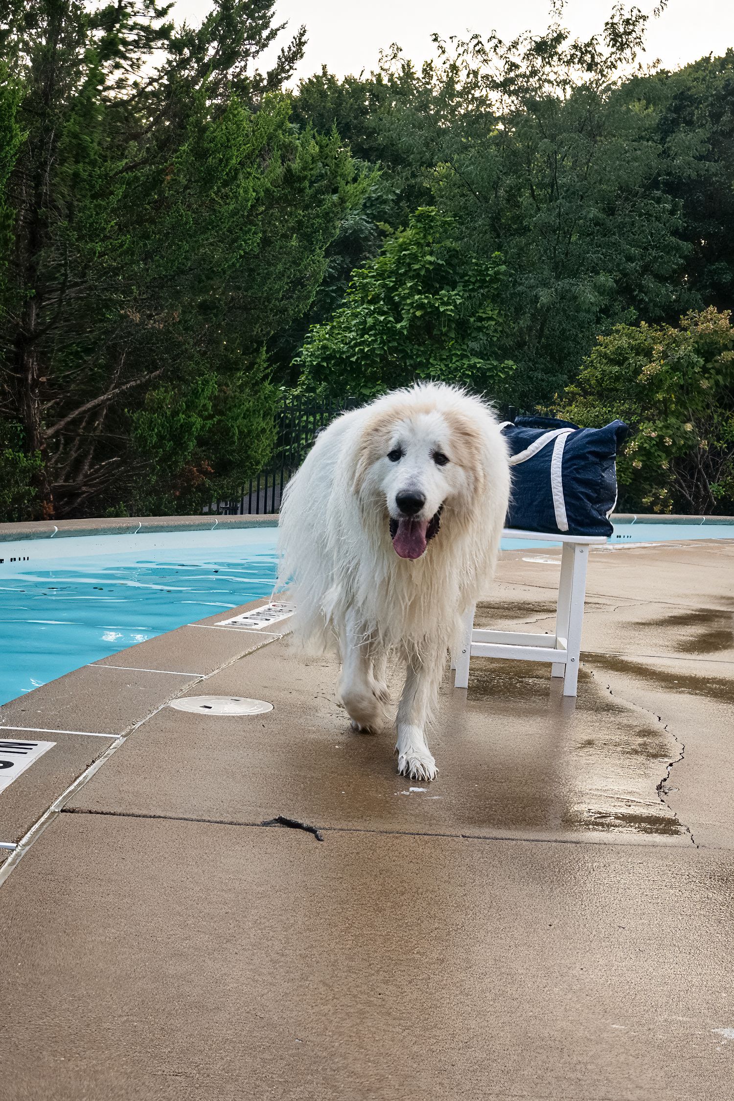 A fluffy white Great Pyrenees dog walks along a wet poolside deck with trees in the background.