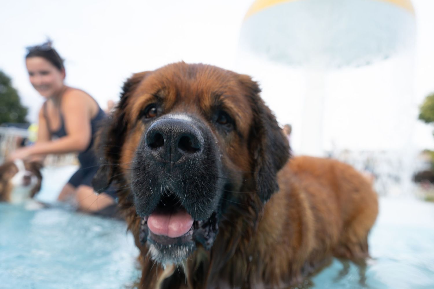 A large brown Leonberger dog splashing in a pool with tongue out, while a woman relaxes in the background.