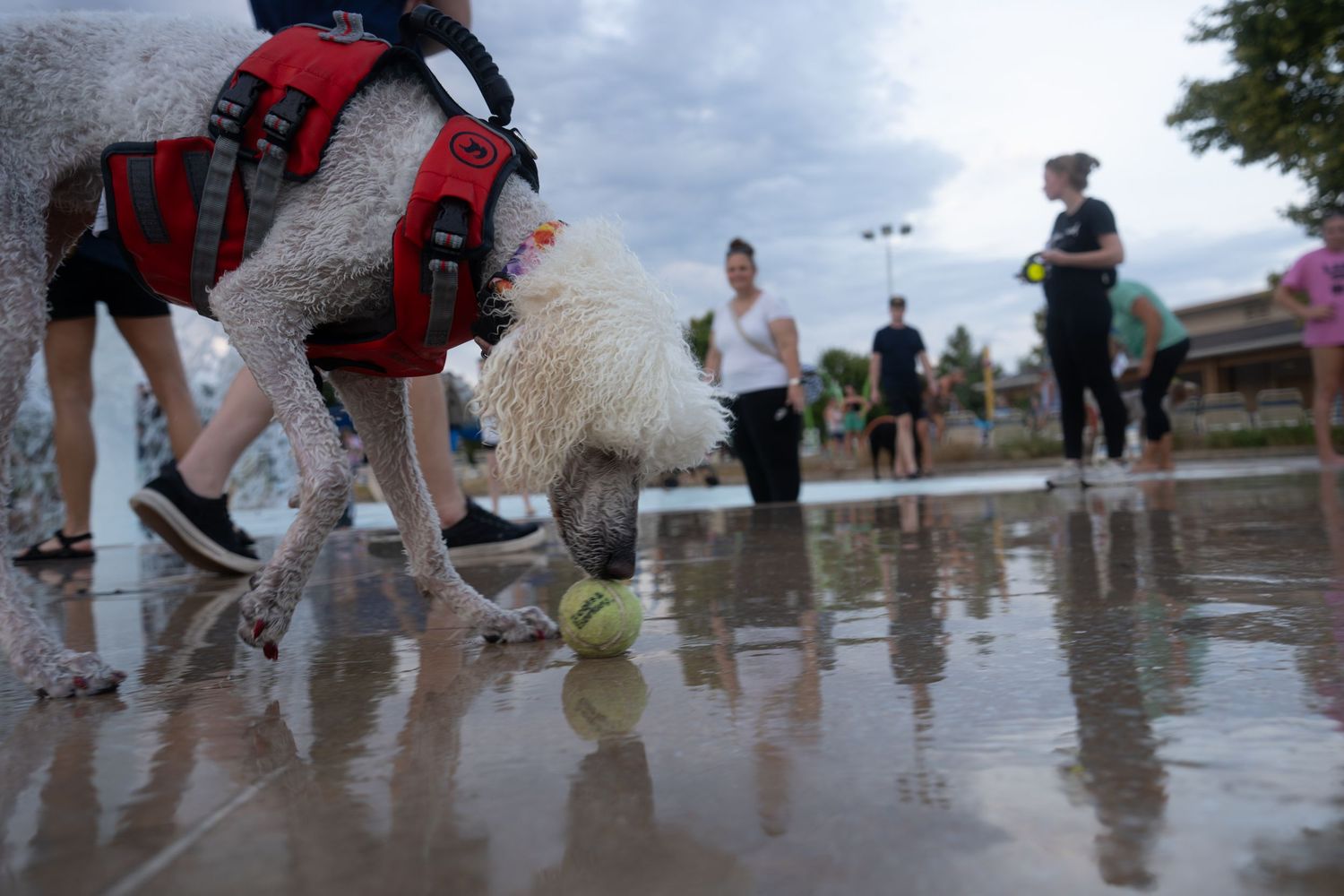 A white poodle in a red harness plays with a tennis ball in a wet splash pad area with people in the background.