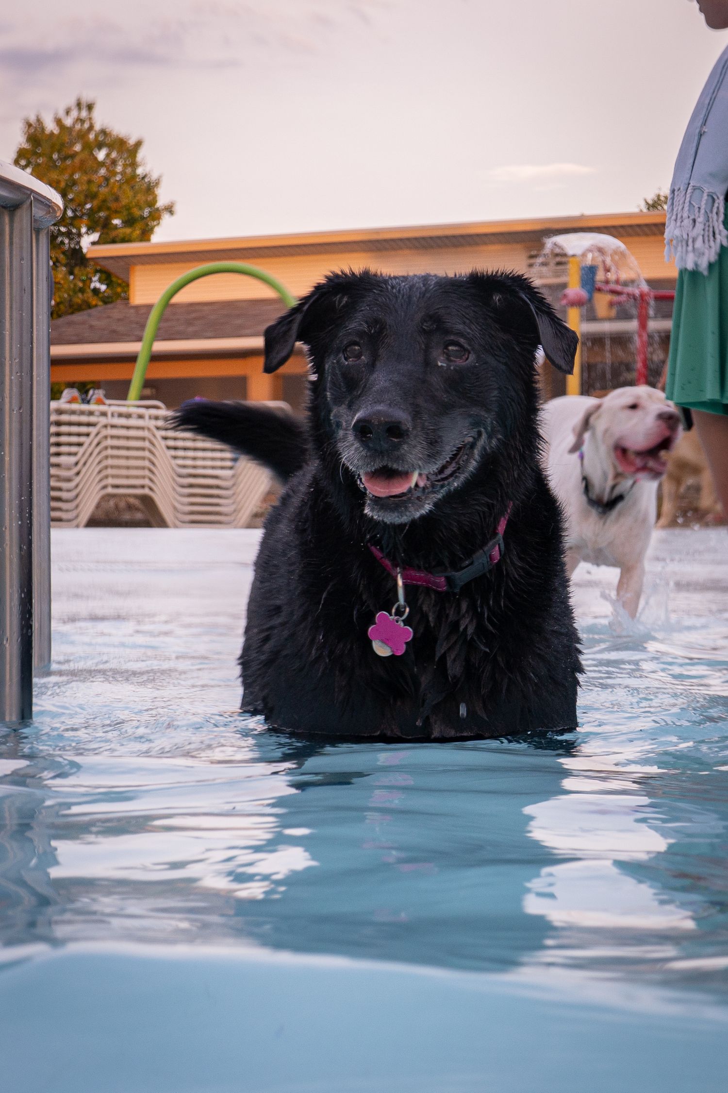 Two wet dogs playing in a pool, a black Labrador with pink tag in foreground, white dog behind.
