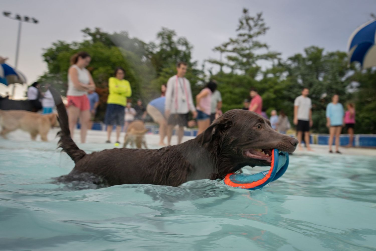 A chocolate Labrador retriever swimming in a pool carrying a colorful ring toy while people watch in the background.