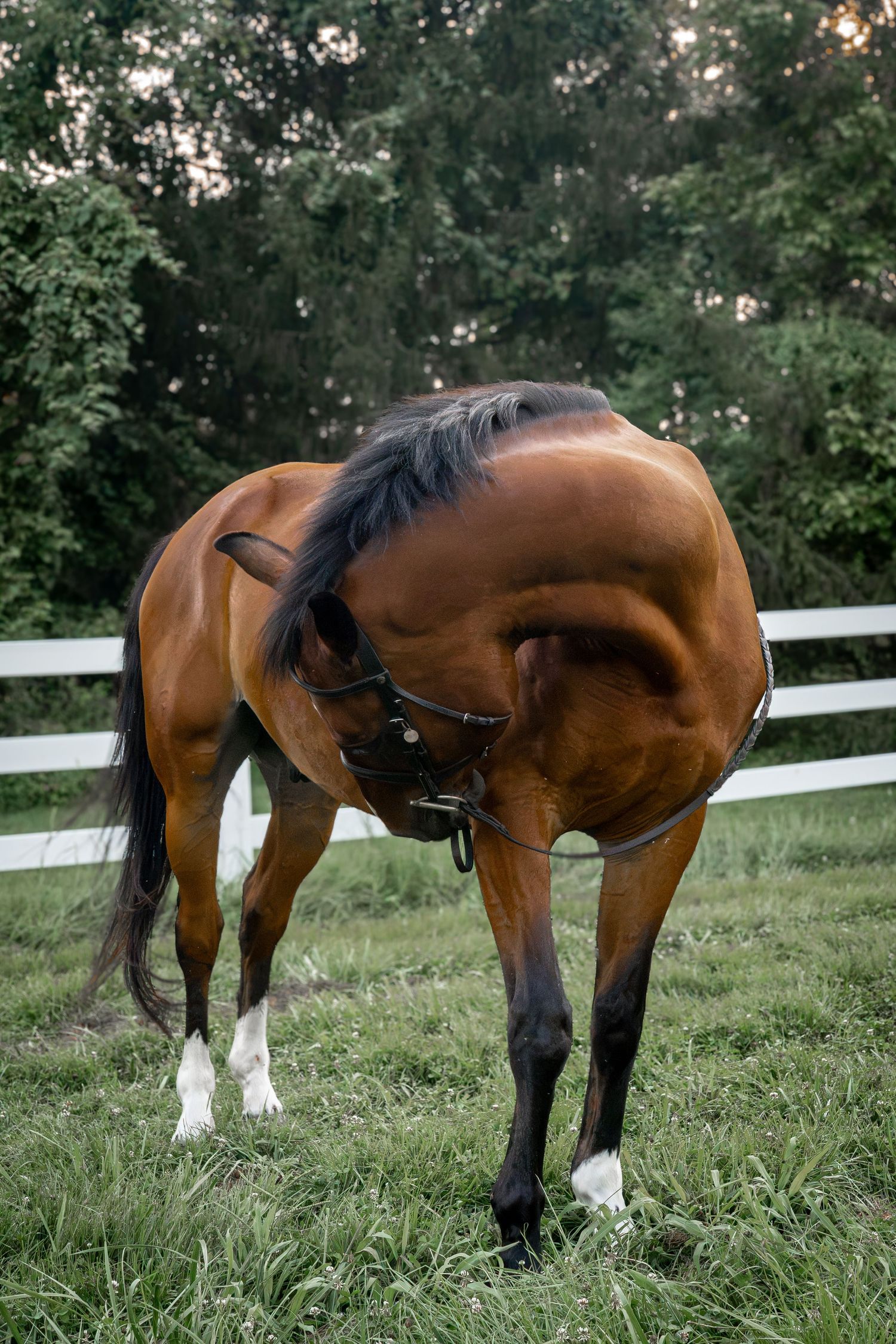 A bay horse with a black mane grazes in a green pasture, bending its neck around, with a white fence and trees behind.
