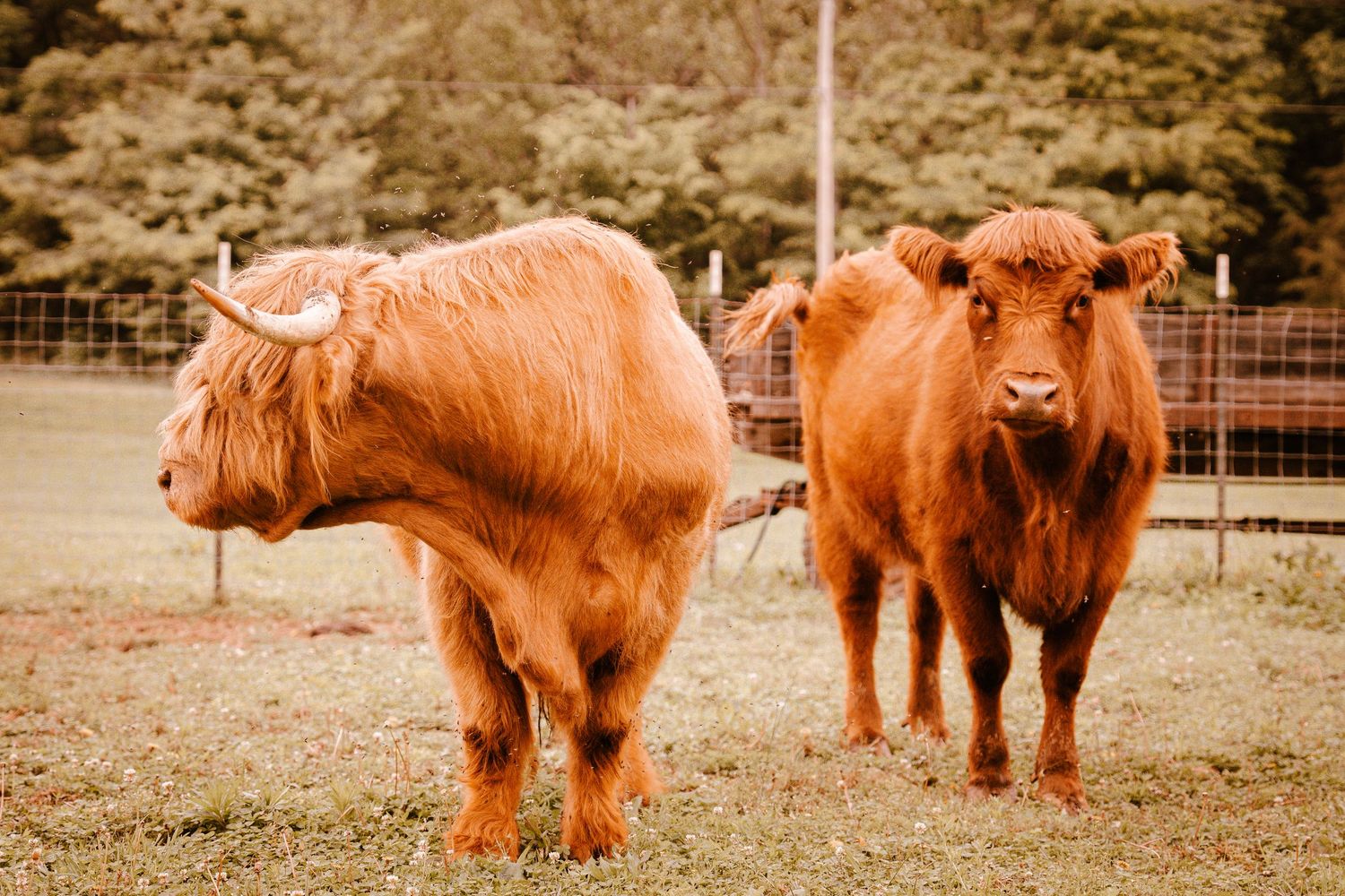 Two shaggy brown Highland cattle standing in a fenced pasture with trees in the background.