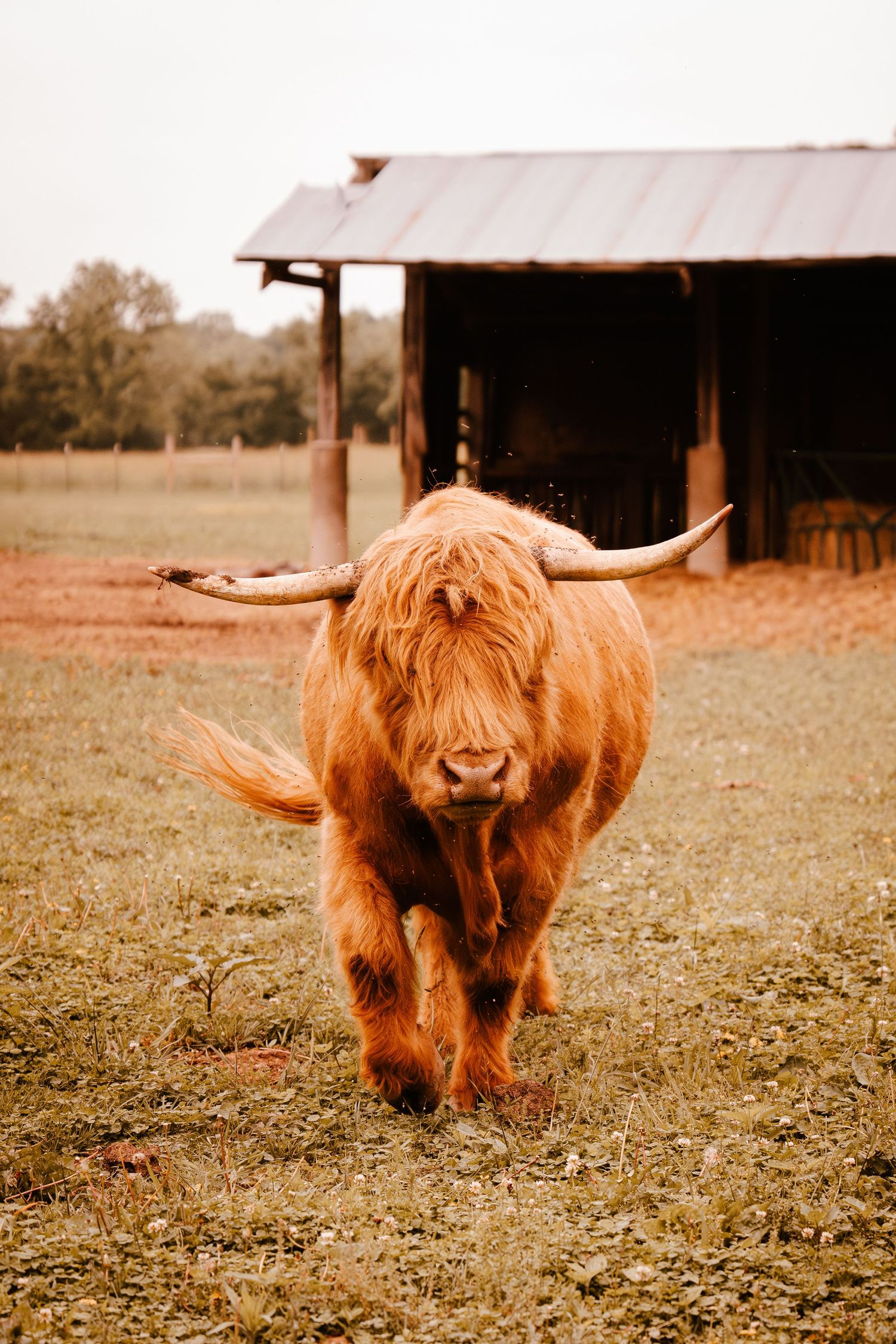 A fluffy Highland cow with long horns walks toward the camera near a rustic farm barn.