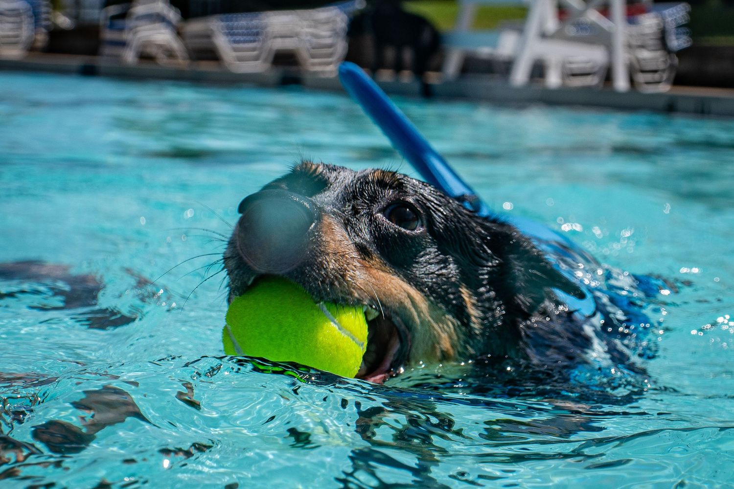 A dog wearing goggles and a snorkel swims in a pool while holding a yellow tennis ball in its mouth.