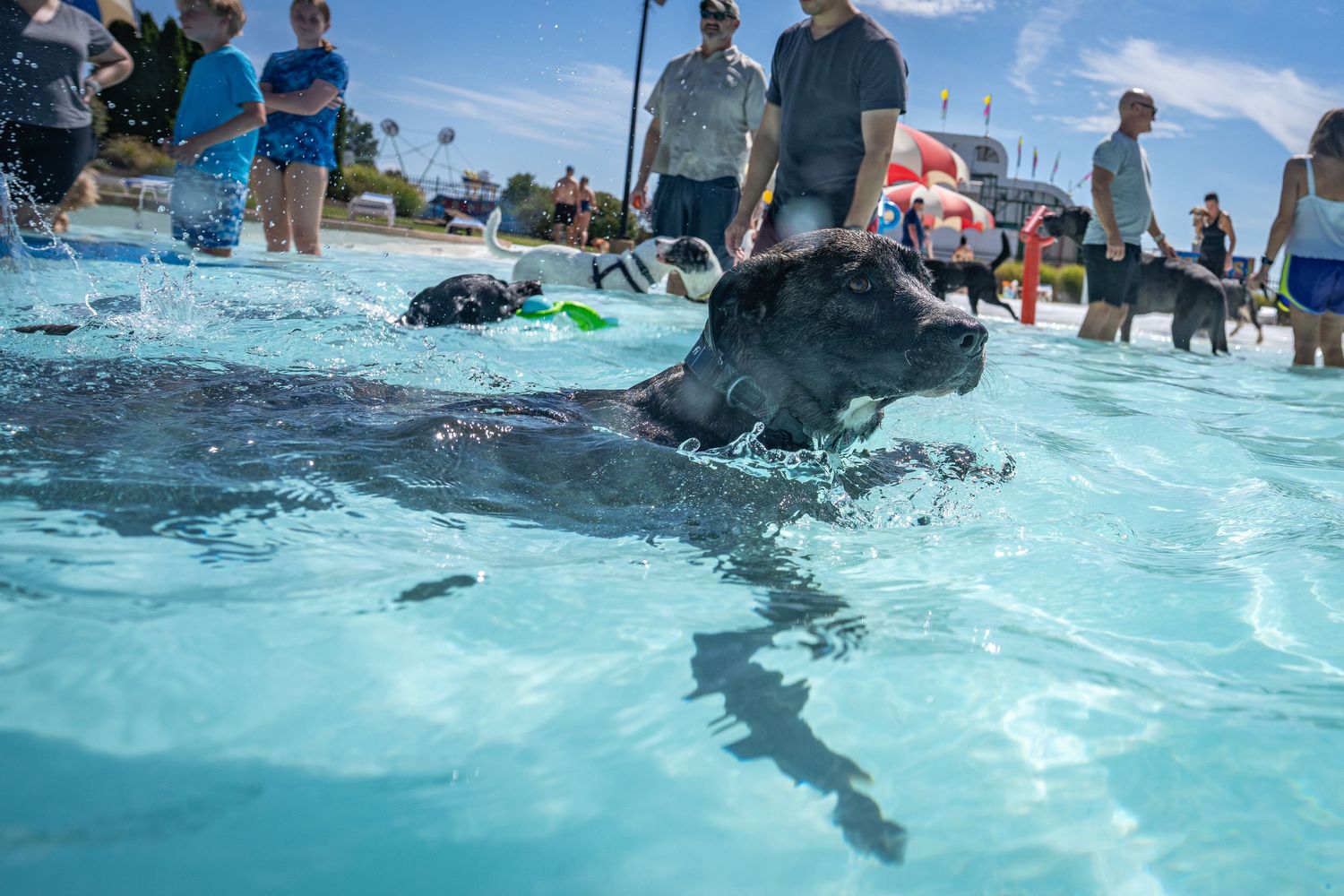 Black Labrador swimming in a crowded outdoor pool surrounded by people and other dogs on a sunny day.