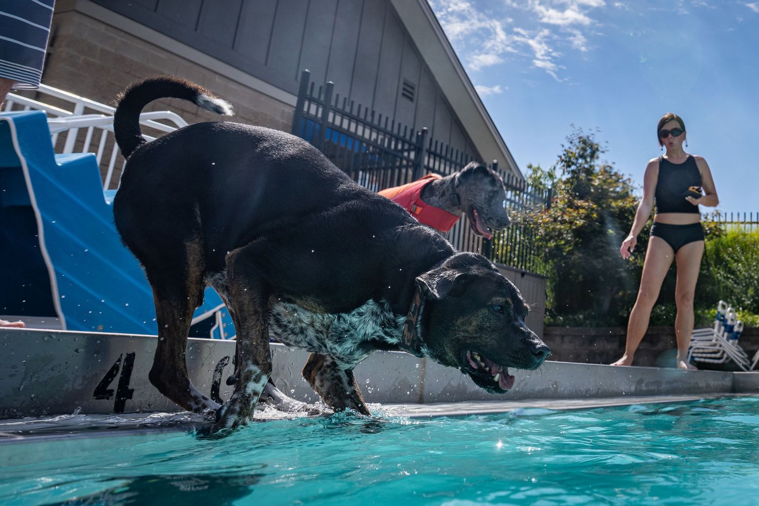 Two black dogs leap into a swimming pool as a woman in a swimsuit watches from the poolside.