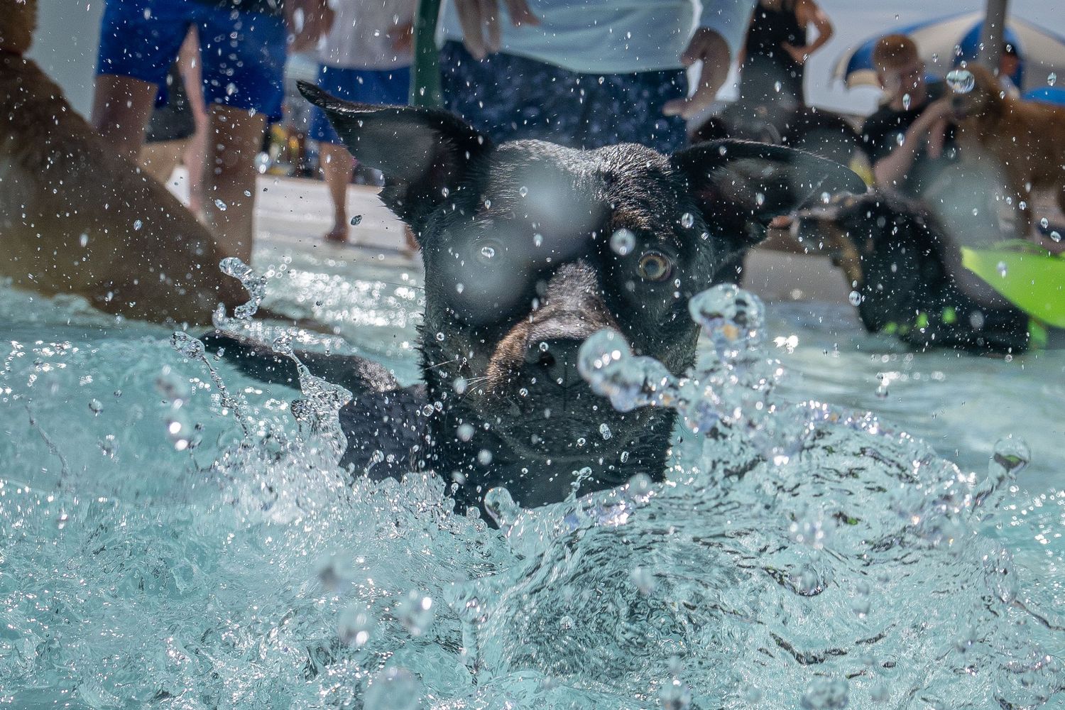 A black dog splashes dramatically into a swimming pool surrounded by spectators.
