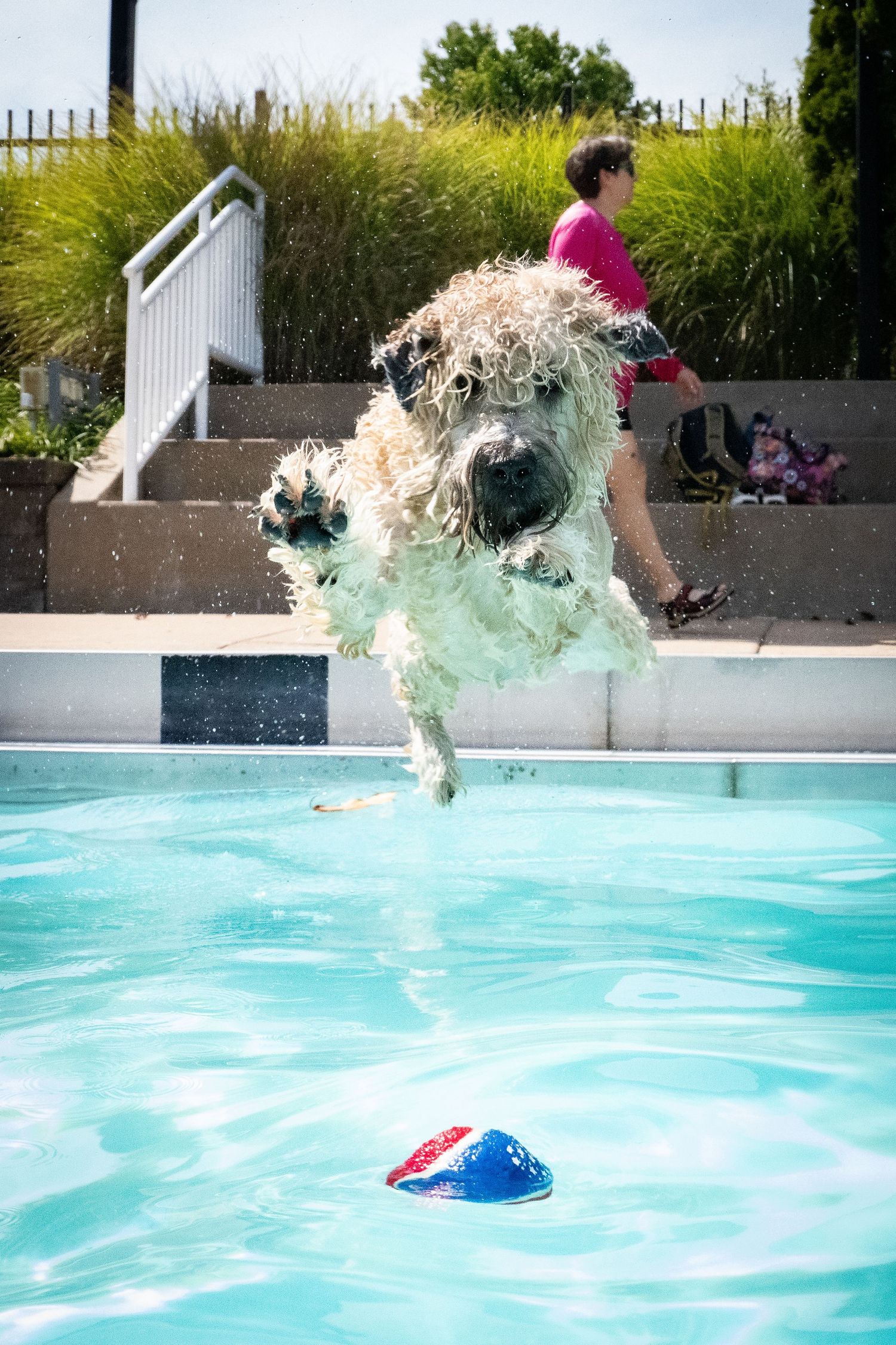 A wet fluffy dog leaps into a pool chasing a red and blue ball on a sunny day.