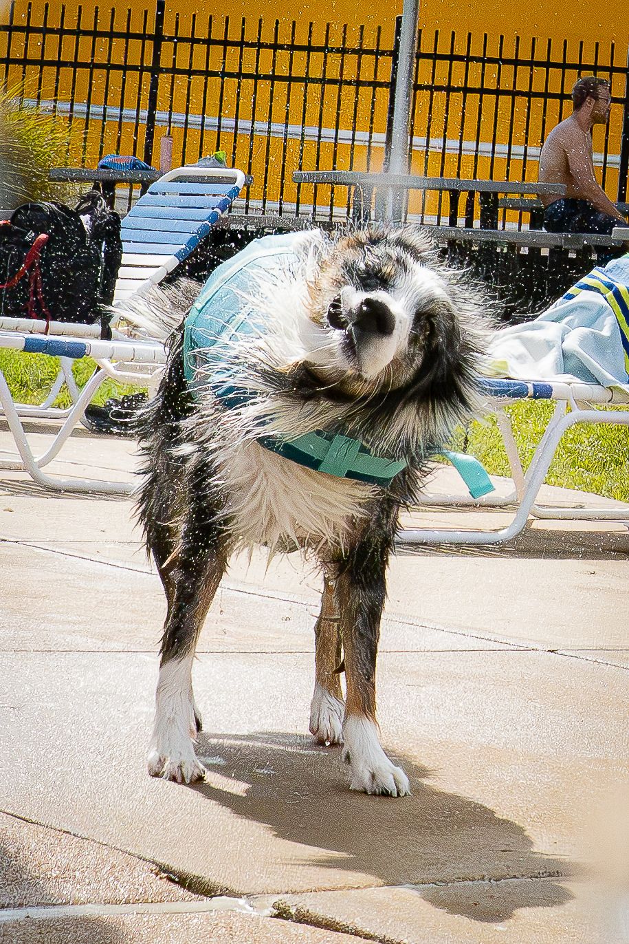 A wet dog wearing a teal life vest shakes off water poolside at an outdoor swimming facility.