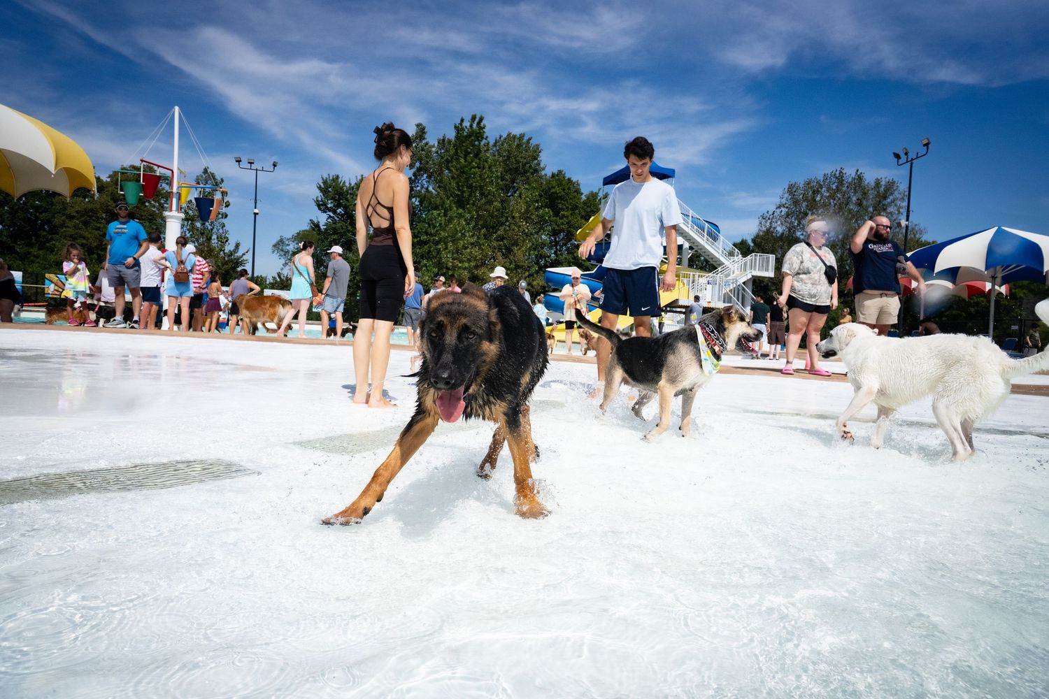 German Shepherd and other dogs splashing through a shallow pool at an outdoor dog swim event.